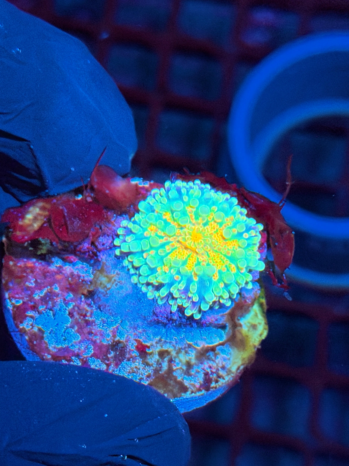 JEA Metropolis Yuma Mushroom Coral 10/21