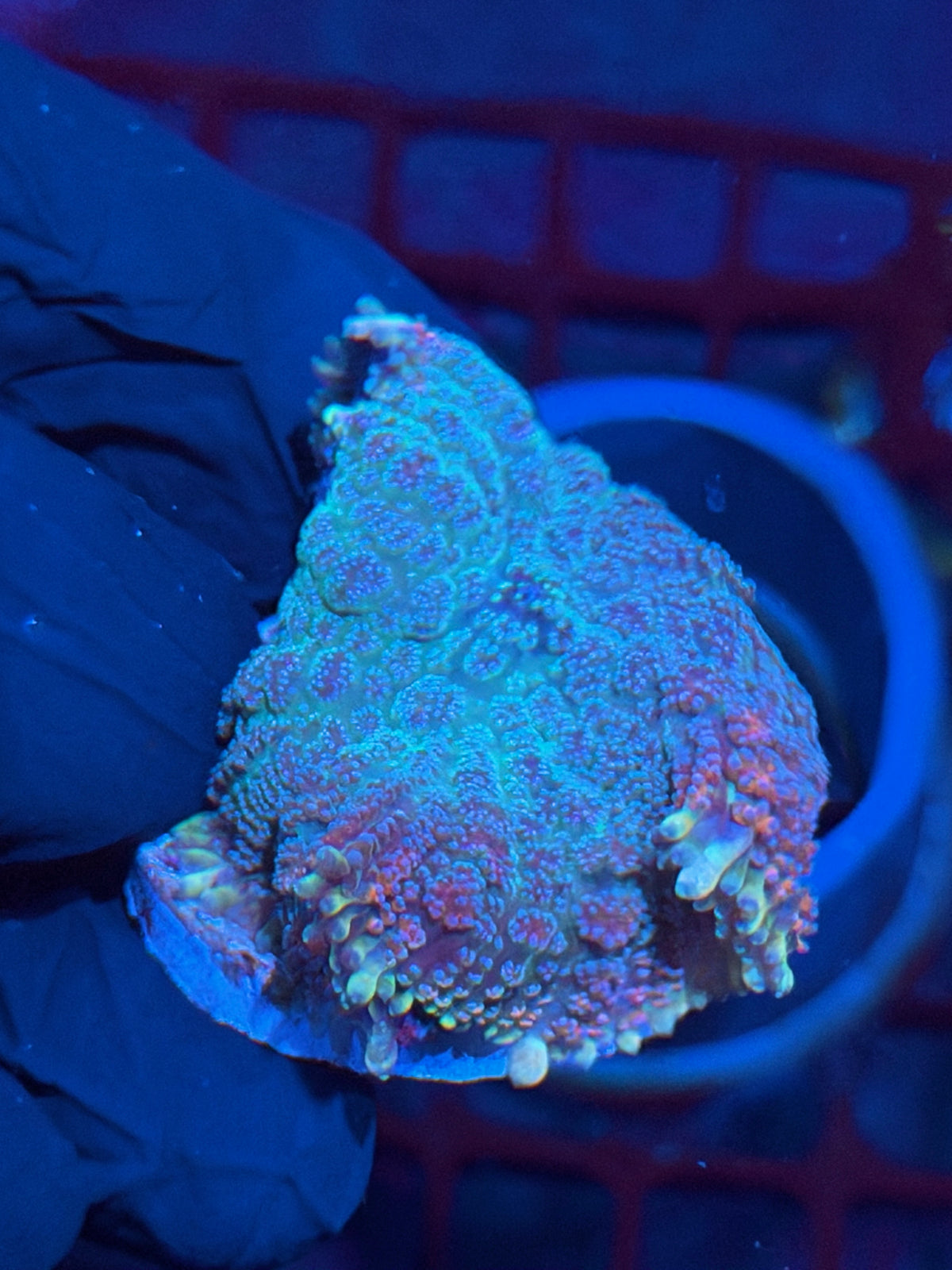JEA Ghouls N Goblins Pincushion Mushroom Coral XL 10/25