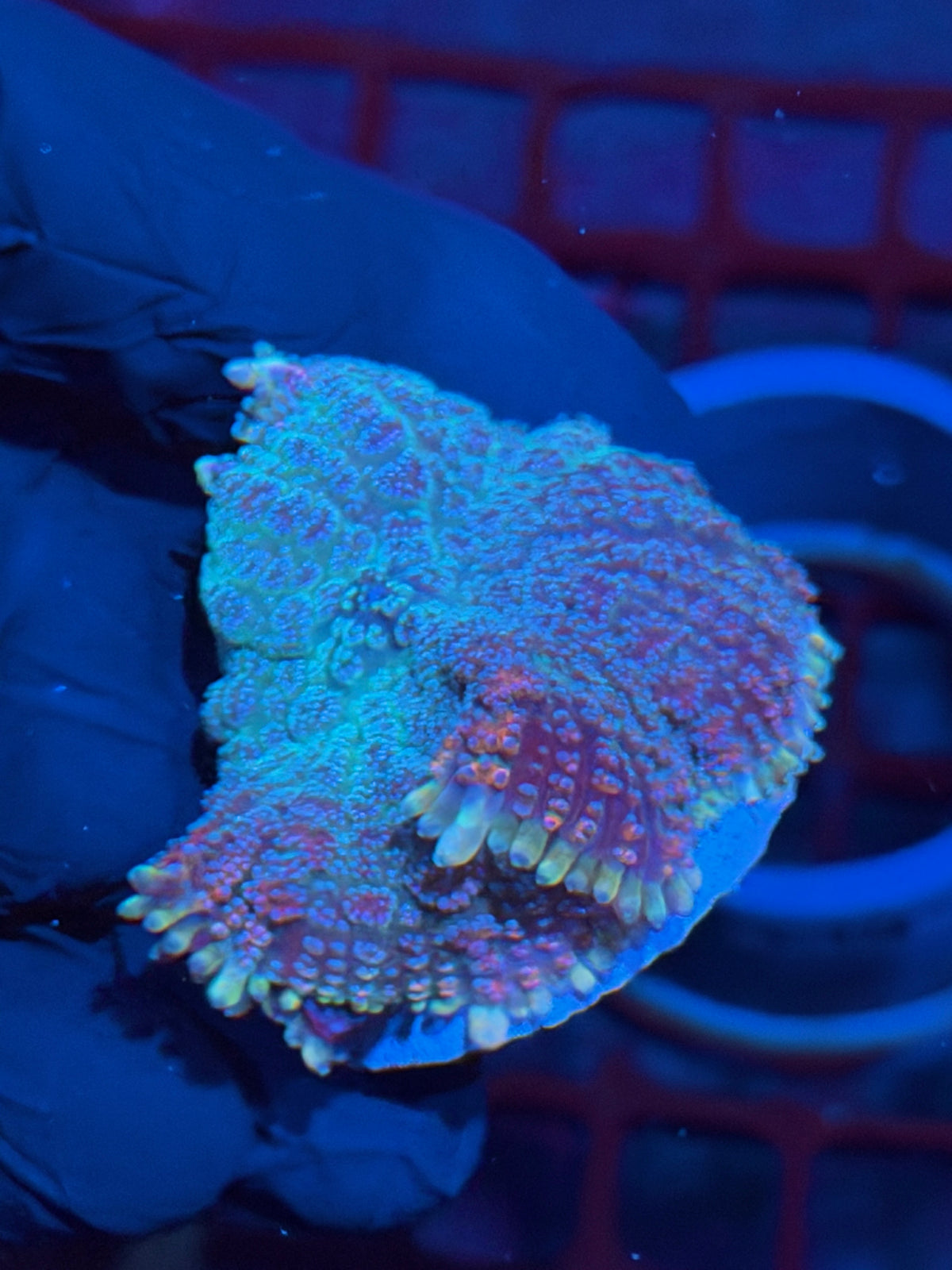 JEA Ghouls N Goblins Pincushion Mushroom Coral XL 10/25