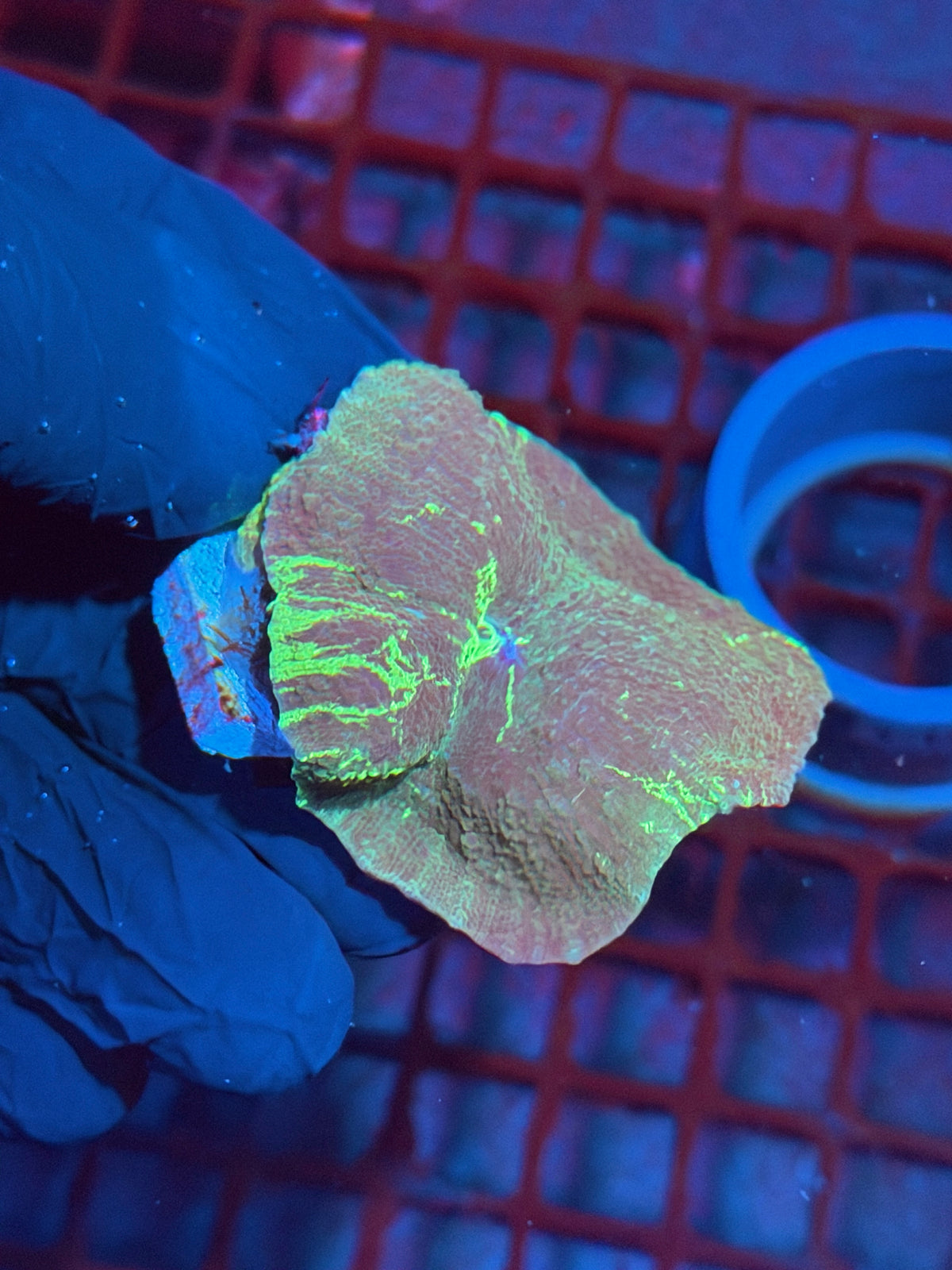 JEA Acid Trip jawbreaker Mushroom Coral XXXL 2" 10/24