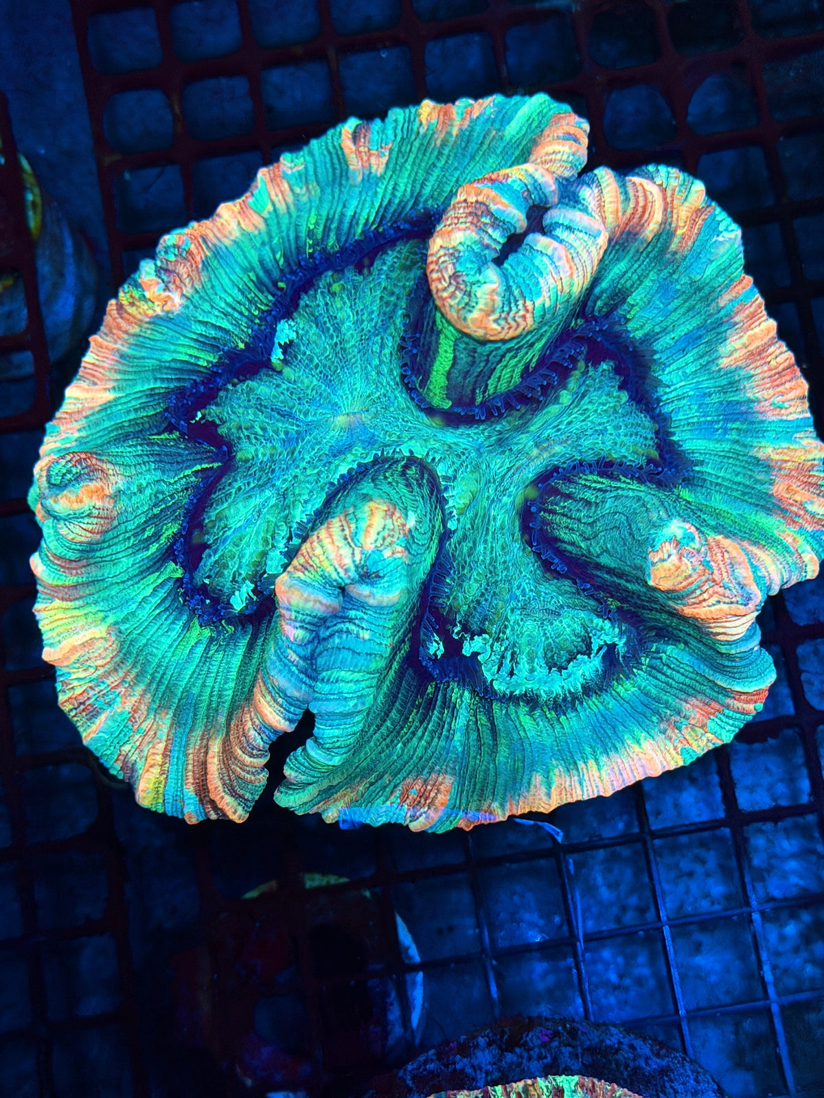 Insane Rainbow Tie Dye Trachyphyllia meat Coral XL Show Piece 10/21