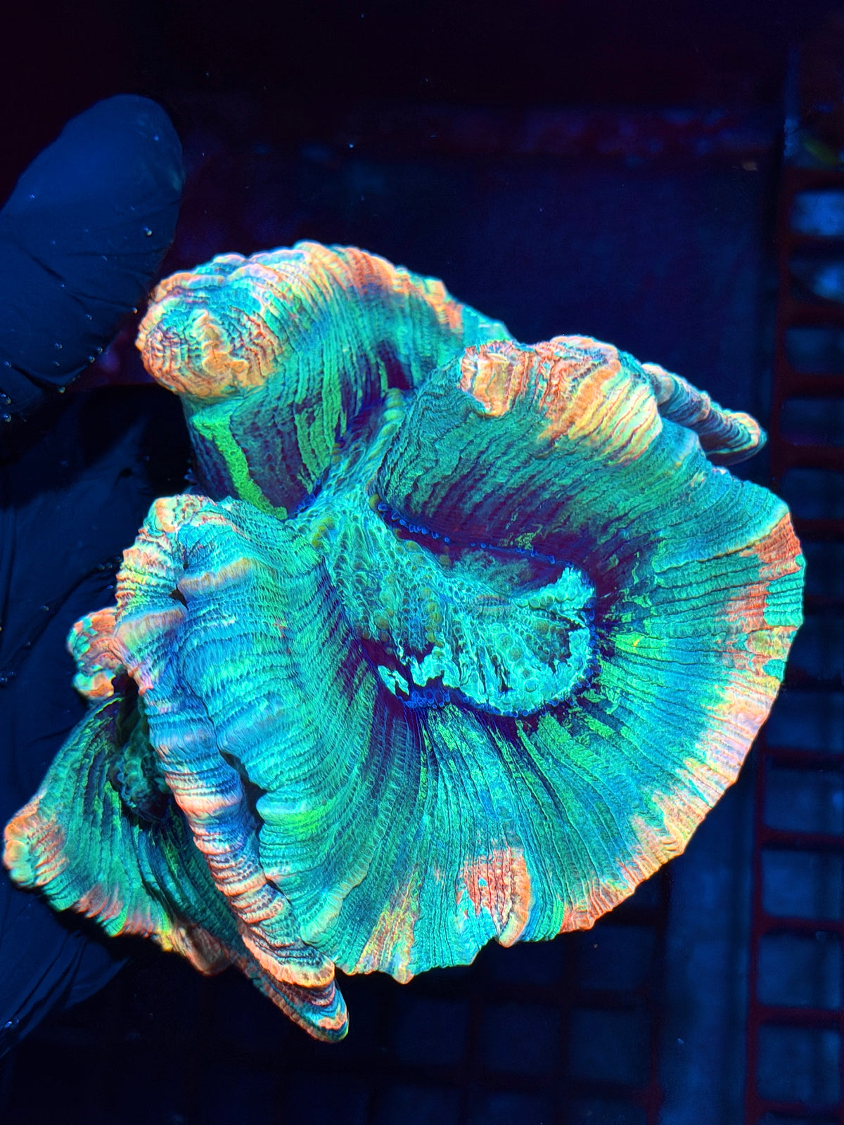 Insane Rainbow Tie Dye Trachyphyllia meat Coral XL Show Piece 10/21