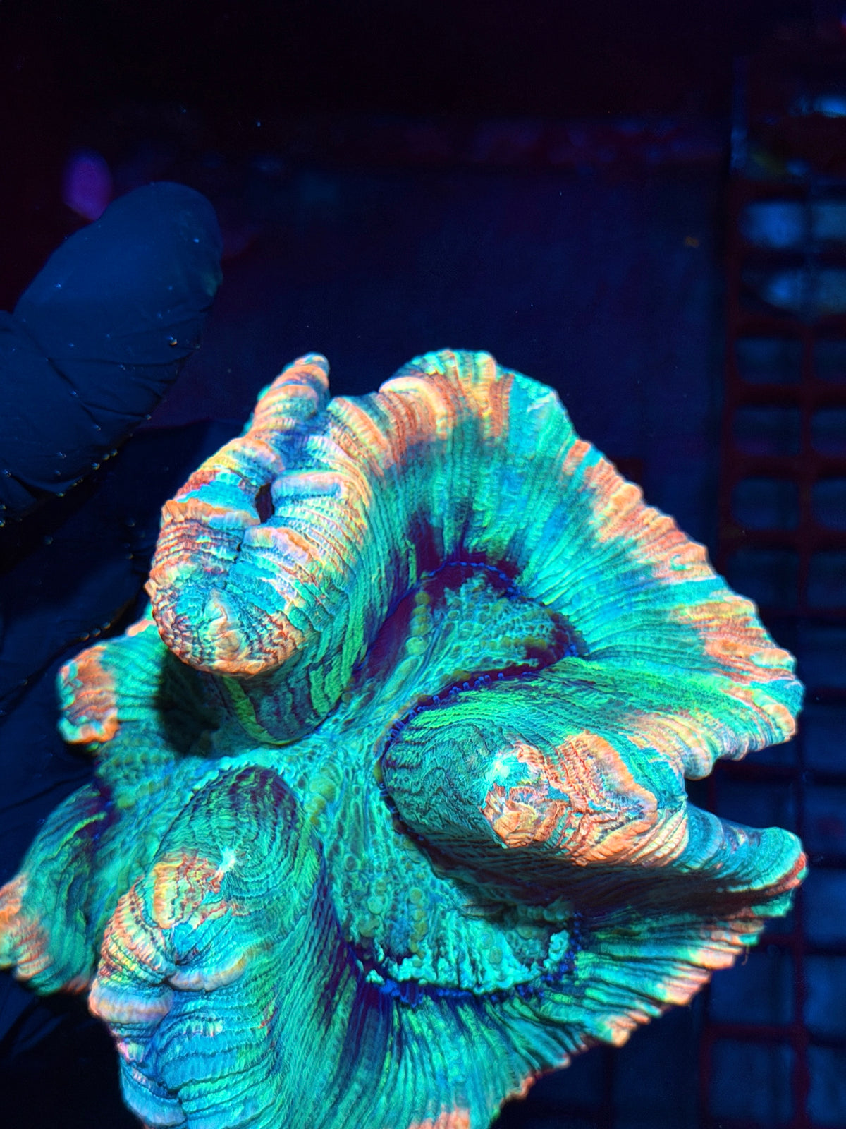 Insane Rainbow Tie Dye Trachyphyllia meat Coral XL Show Piece 10/21