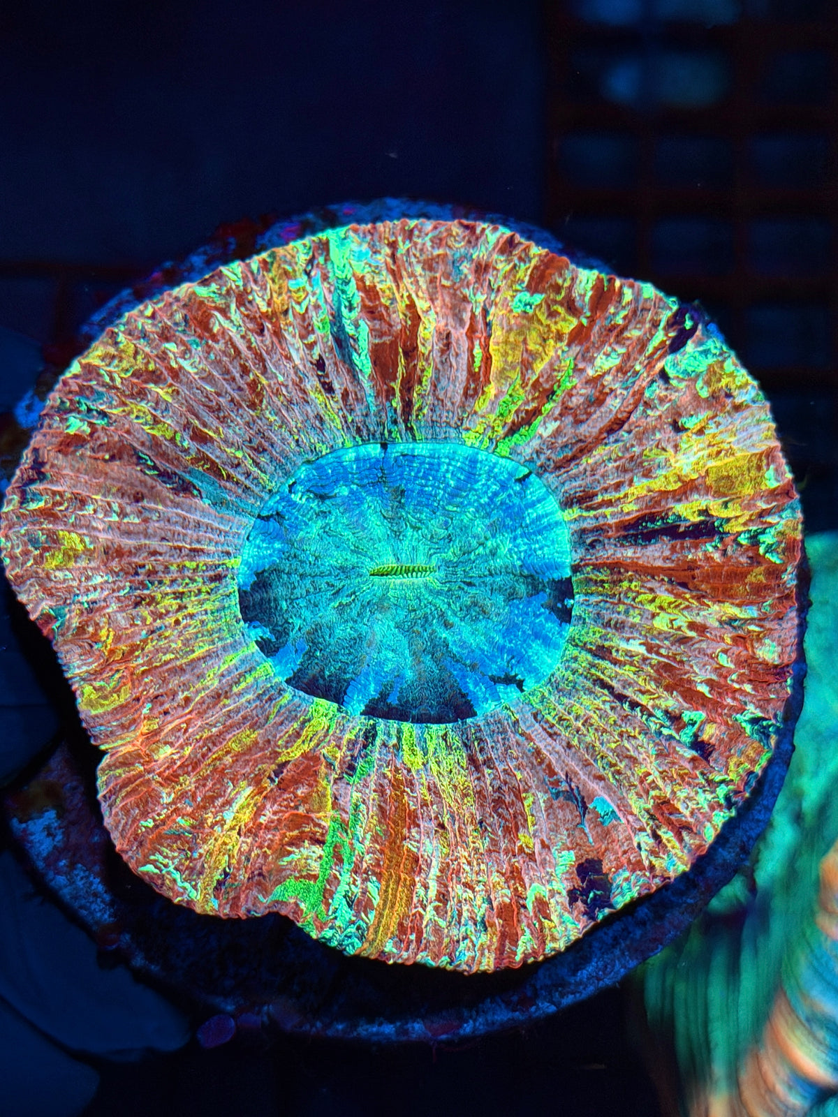 Insane Rainbow Wellsophyllia Meat Coral Show Piece 1/1