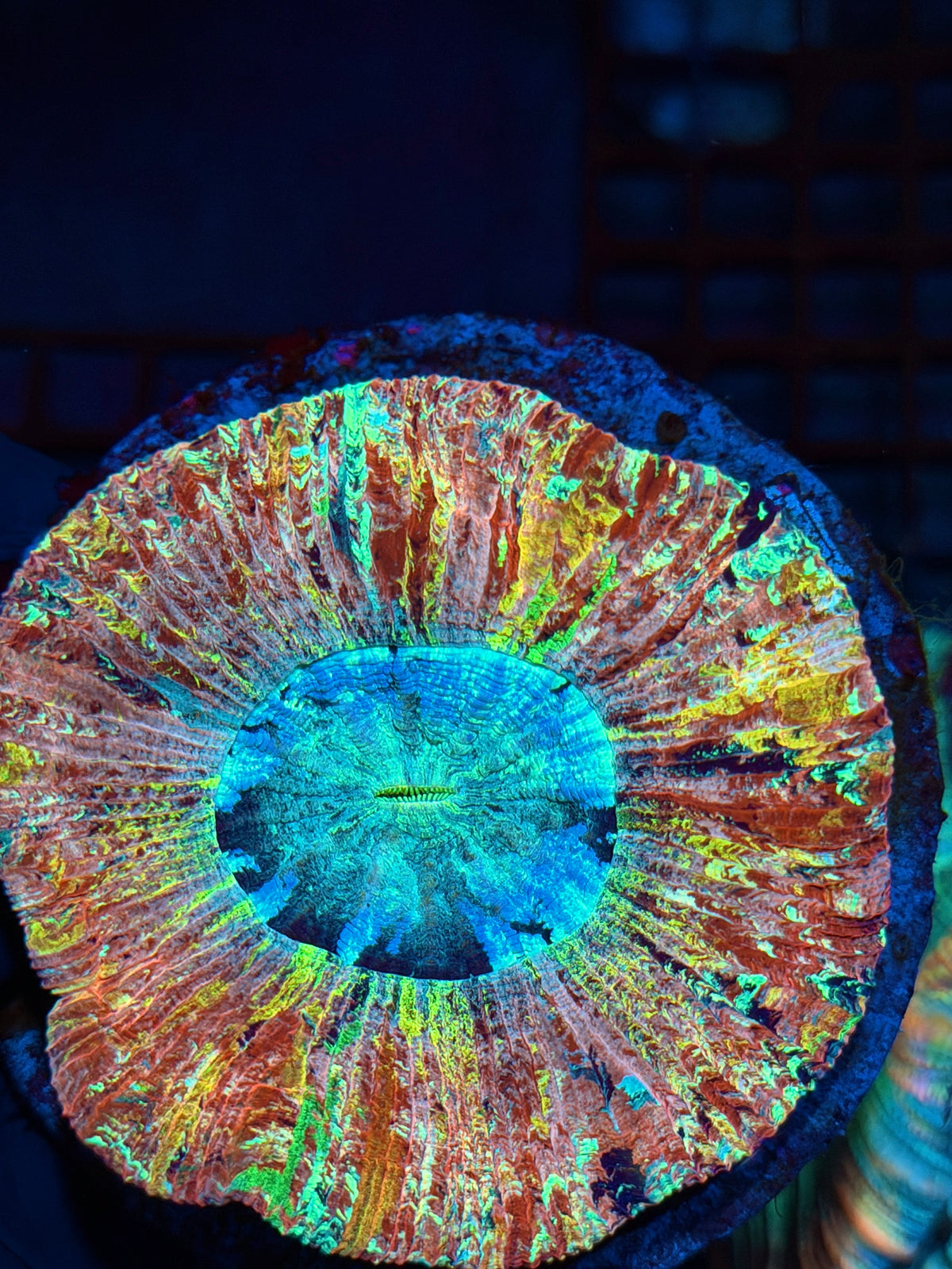 Insane Rainbow Wellsophyllia Meat Coral Show Piece 1/1