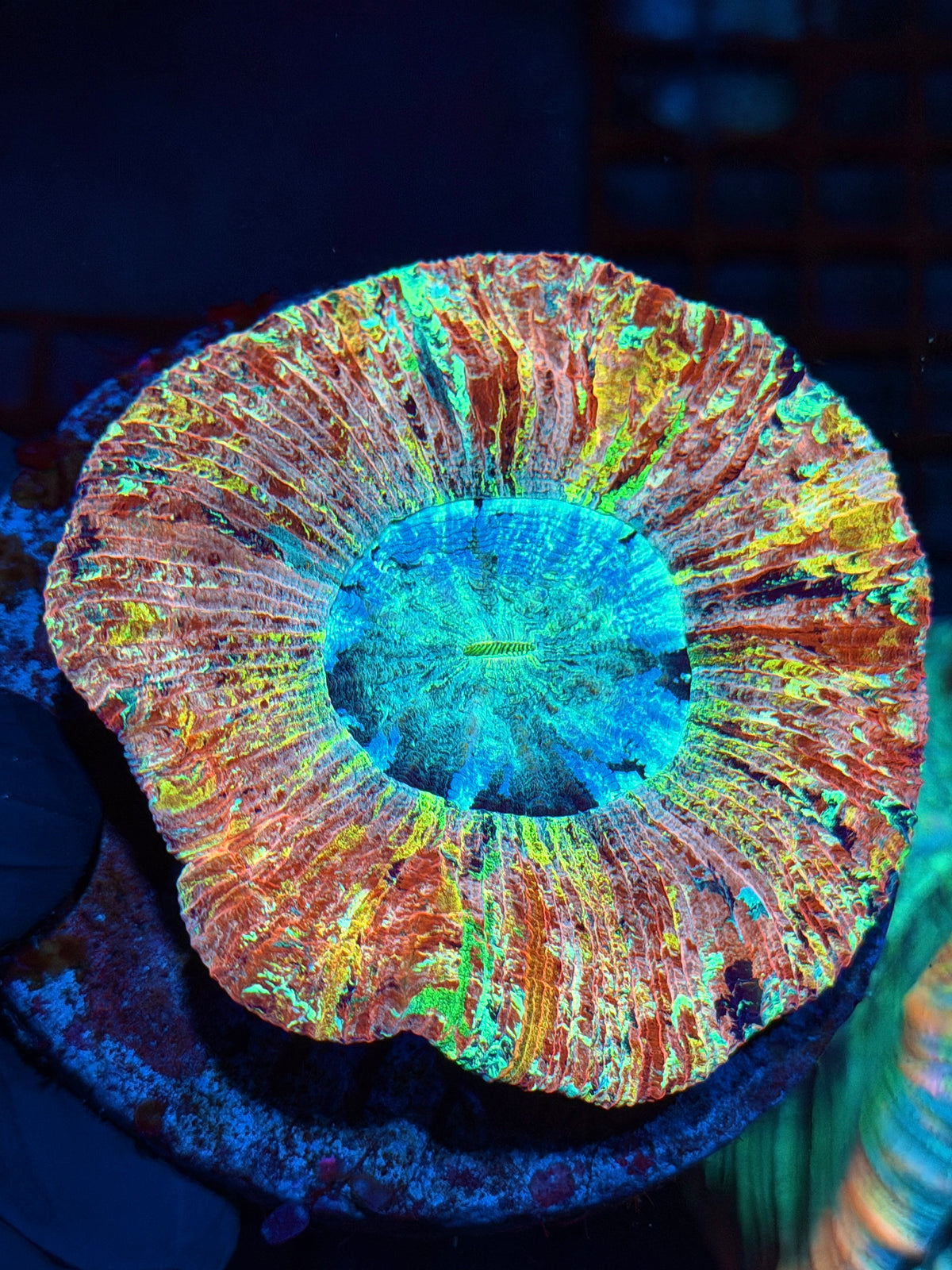 Insane Rainbow Wellsophyllia Meat Coral Show Piece 1/1