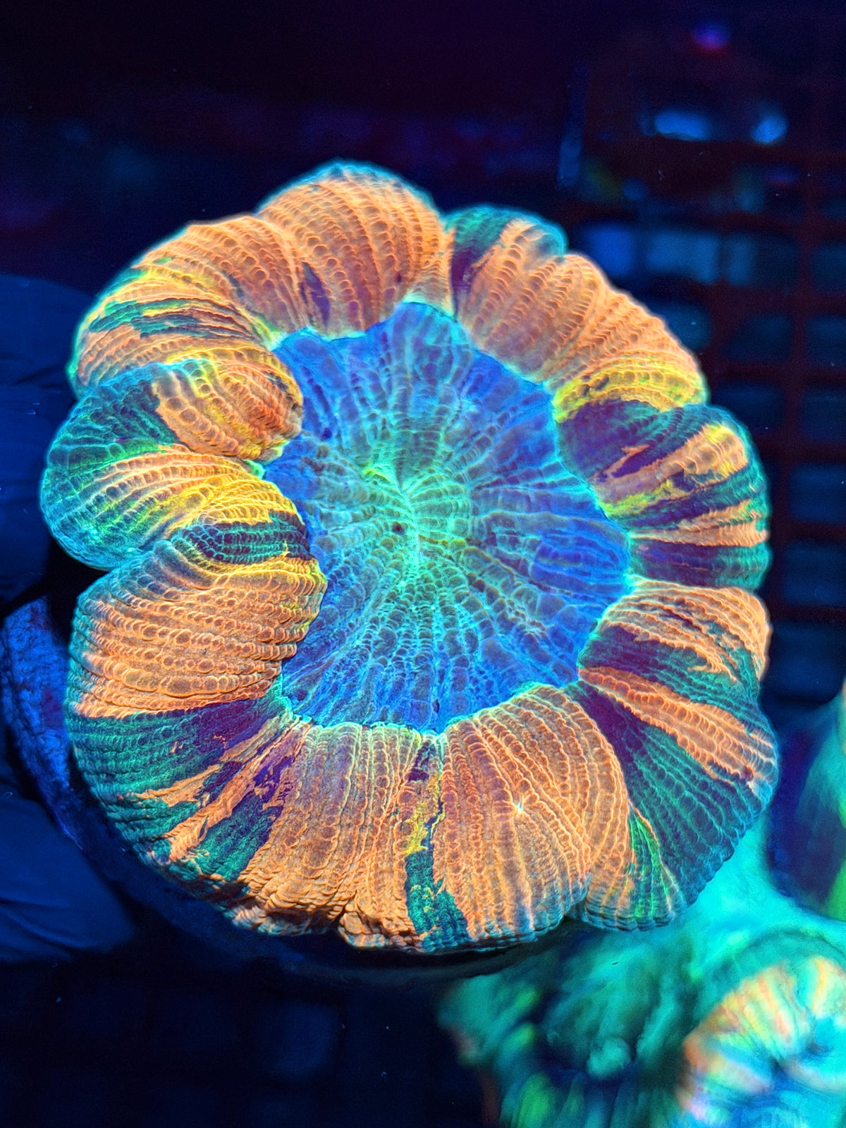 Insane Rainbow Wellsophyllia Meat Coral 1/1 Show Piece 10/25