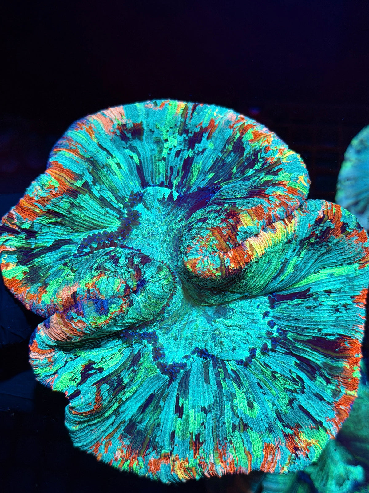 Rainbow Wellsophyllia Meat Coral Show Piece XXXL 10/24