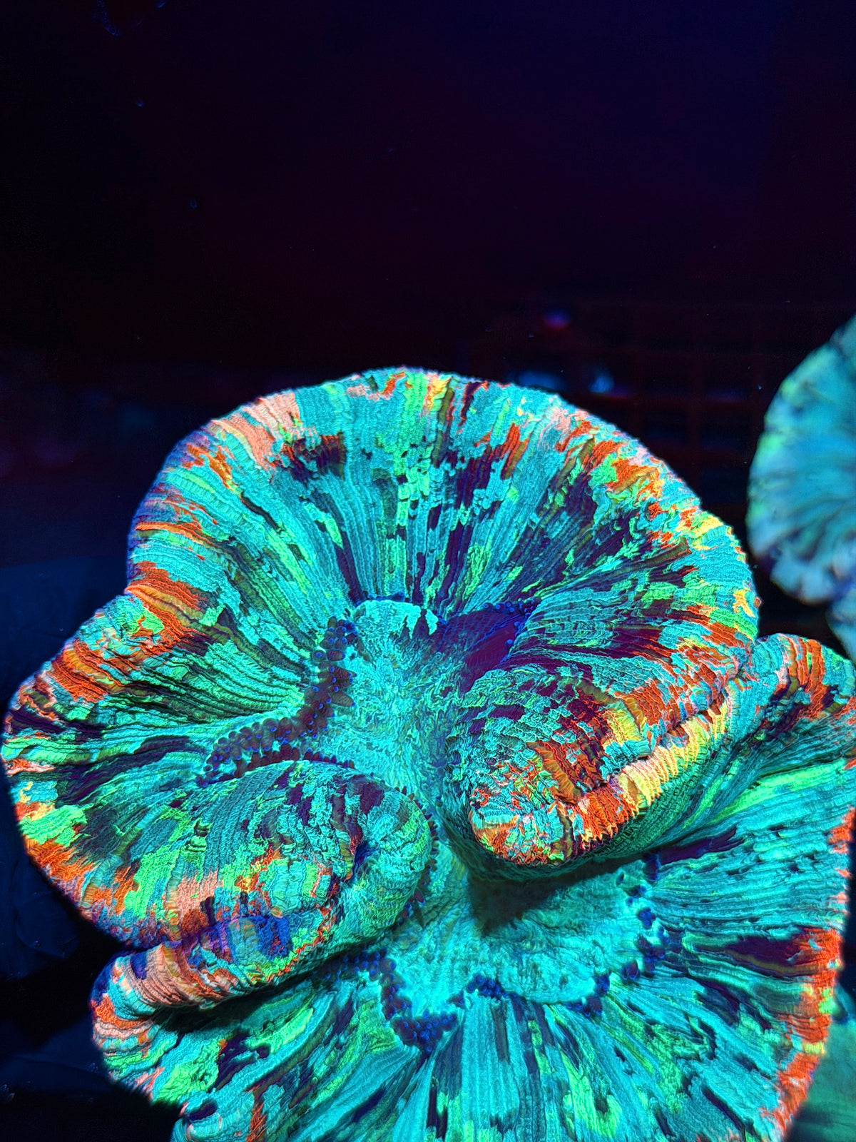 Rainbow Wellsophyllia Meat Coral Show Piece XXXL 10/24