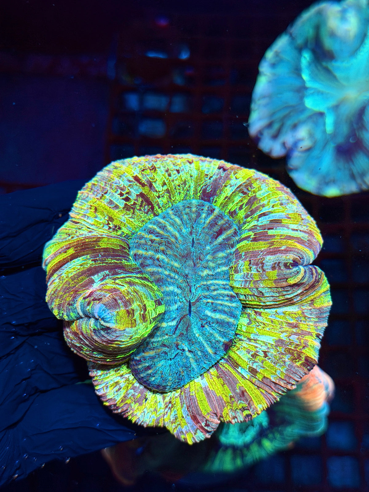 Rainbow Wellsophyllia Meat Coral Show Piece 10/21