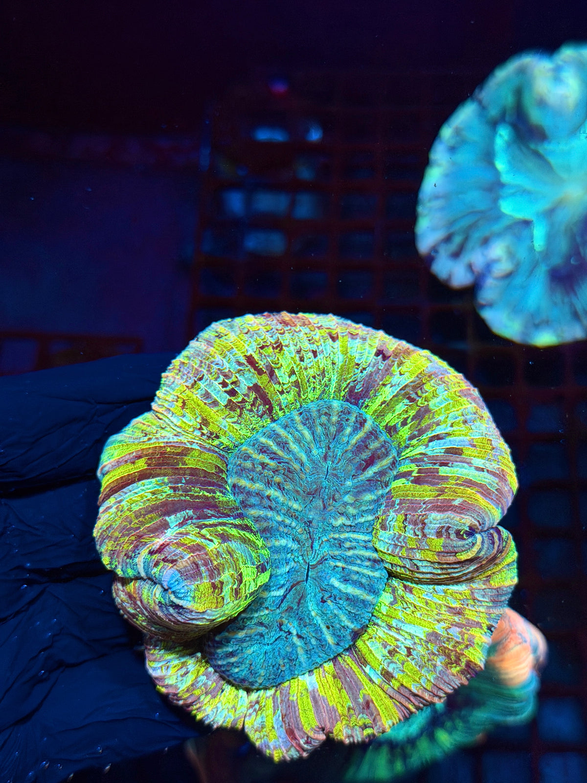 Rainbow Wellsophyllia Meat Coral Show Piece 10/21