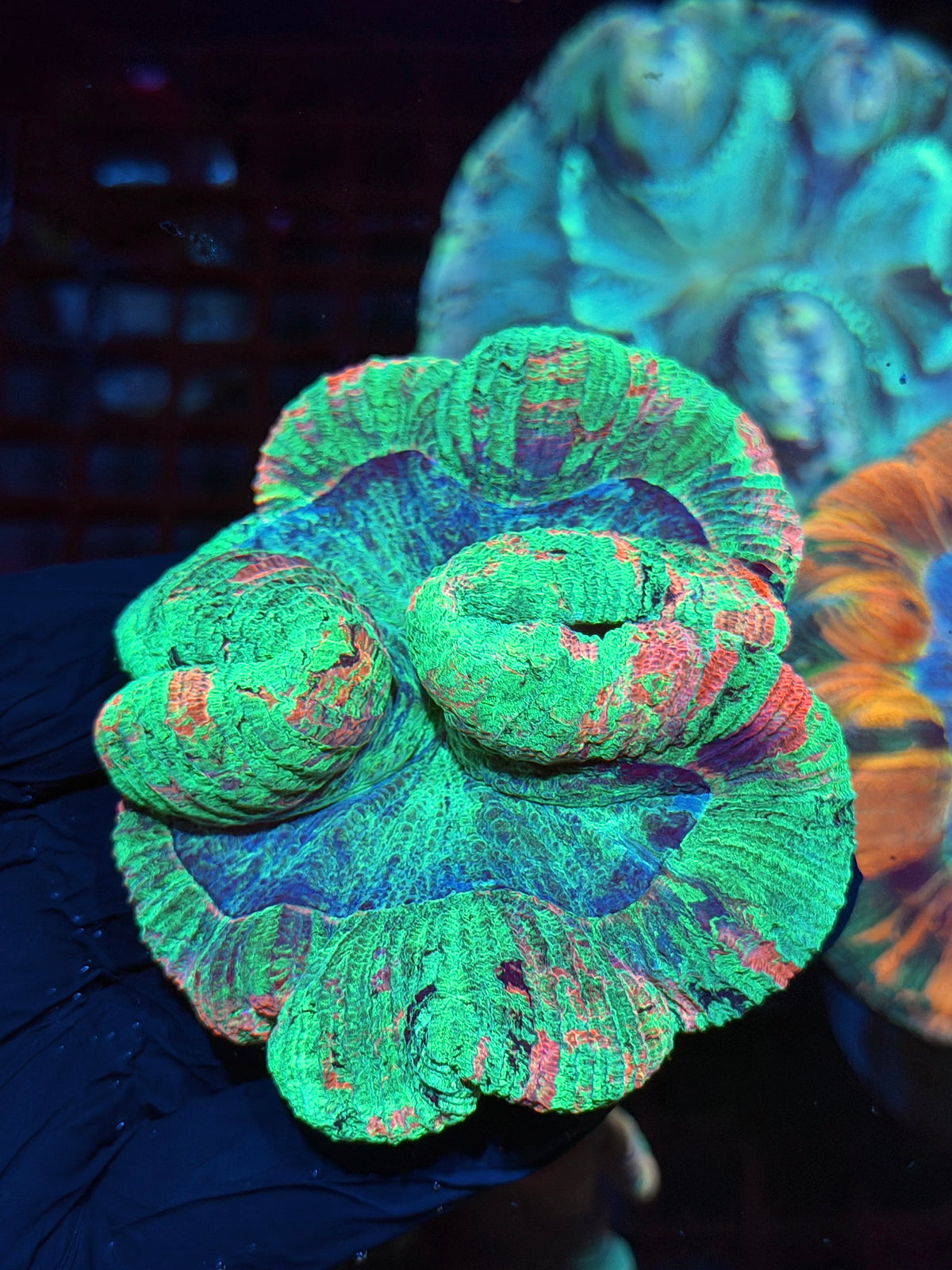 Pink/Multicolor Wellsophyllia Meat Coral 10/20