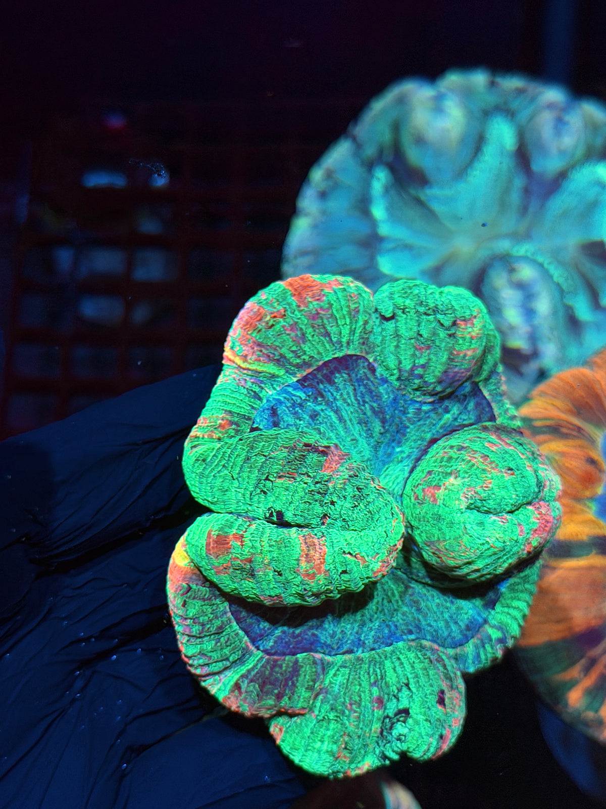 Pink/Multicolor Wellsophyllia Meat Coral 10/20