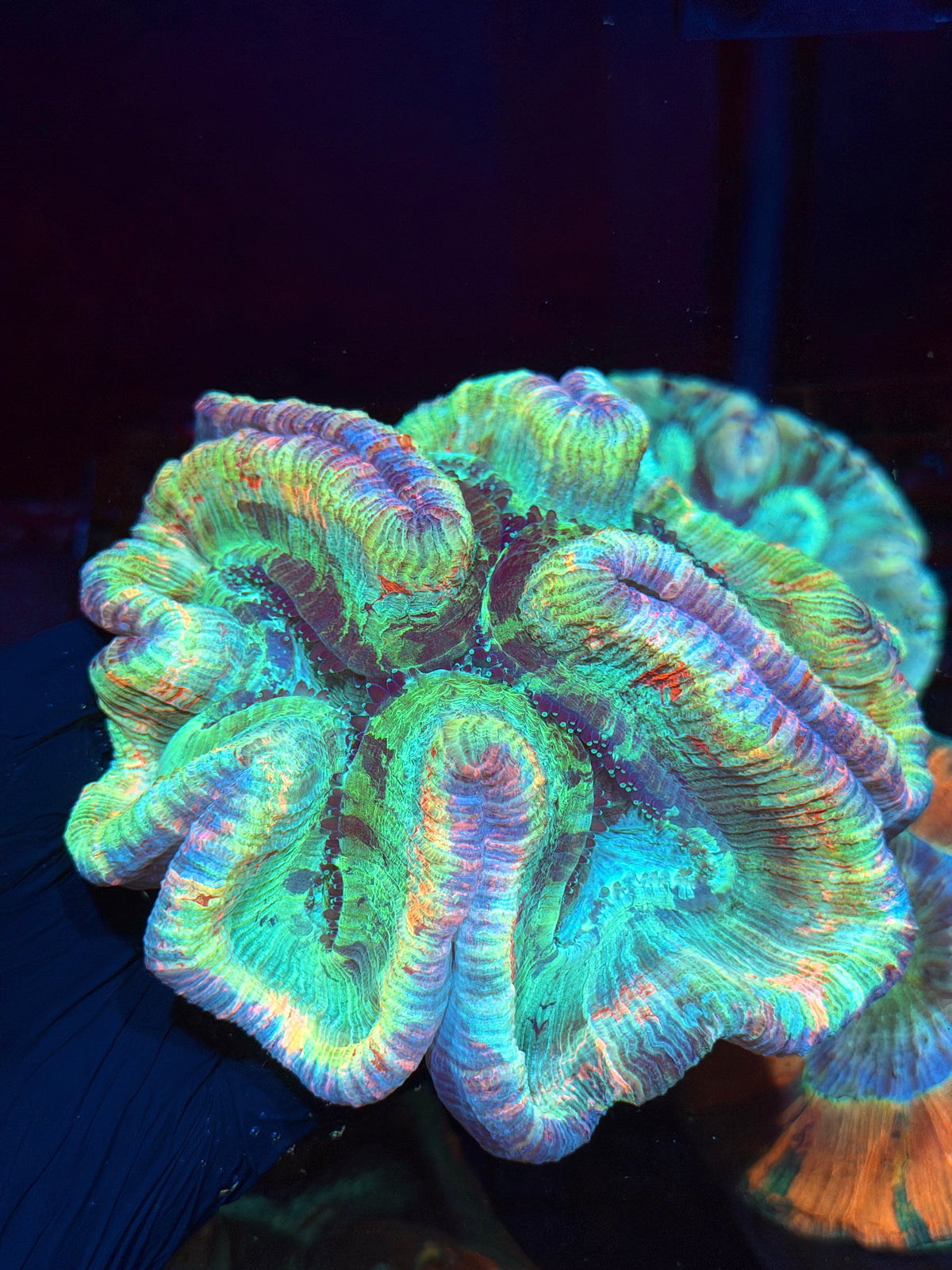 Rainbow Trachyphyllia Meat Coral XXL Show Piece 10/25