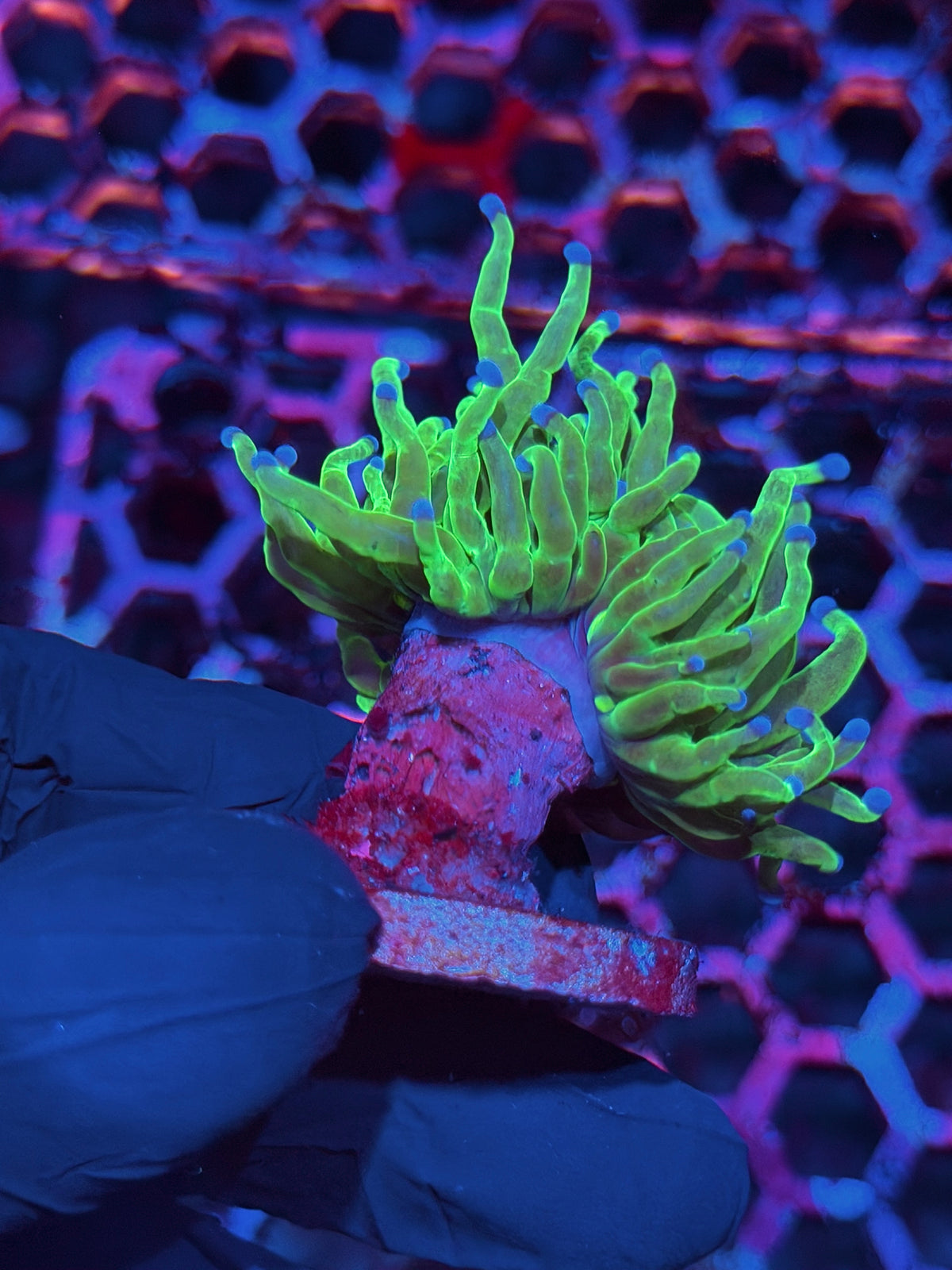 JEA Glitter Holy Grail Torch Coral 1 head XL 10/21