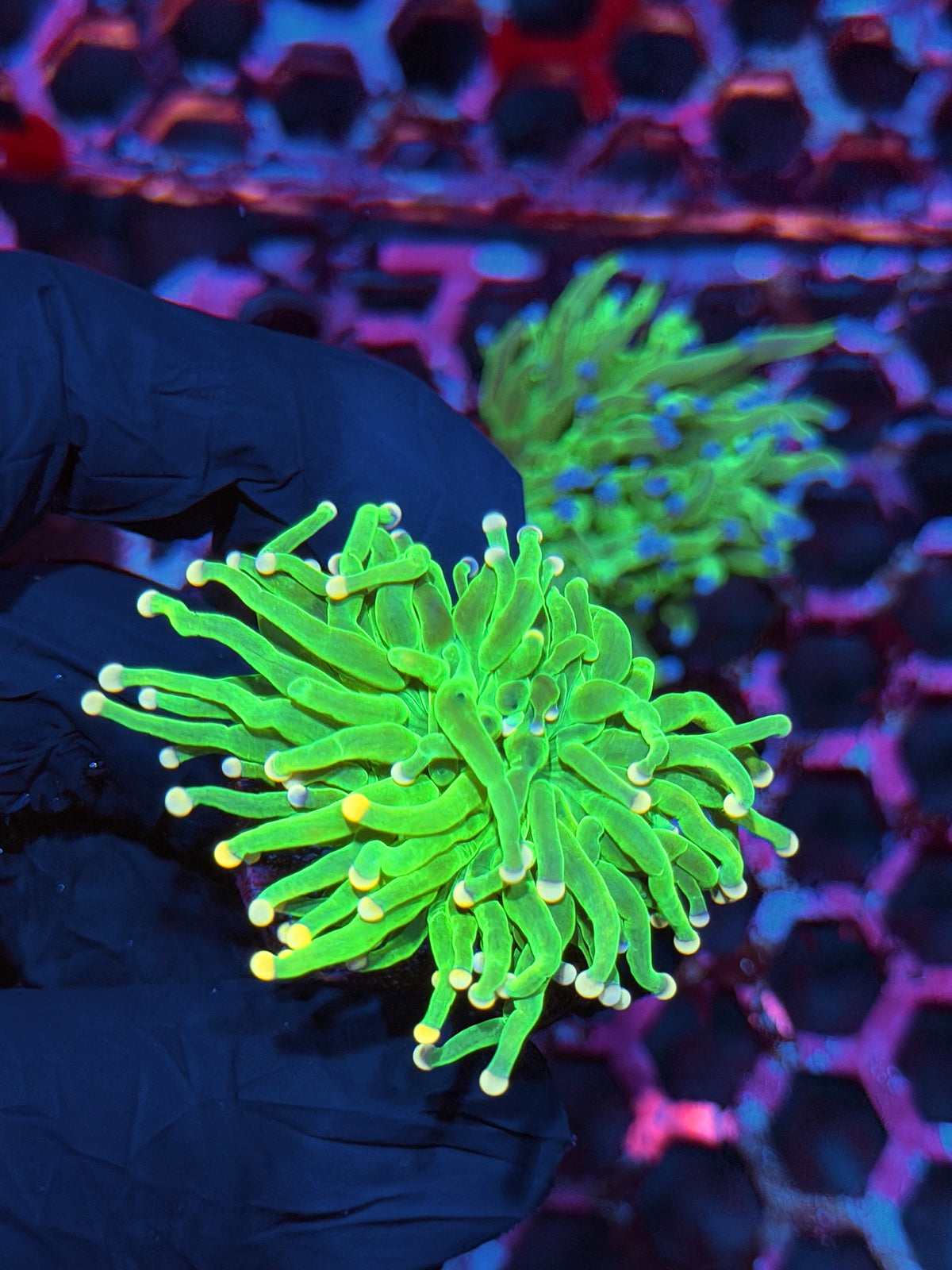 JEA Cotton Candy Holy Grail Torch Coral 1 Head XL 10/21
