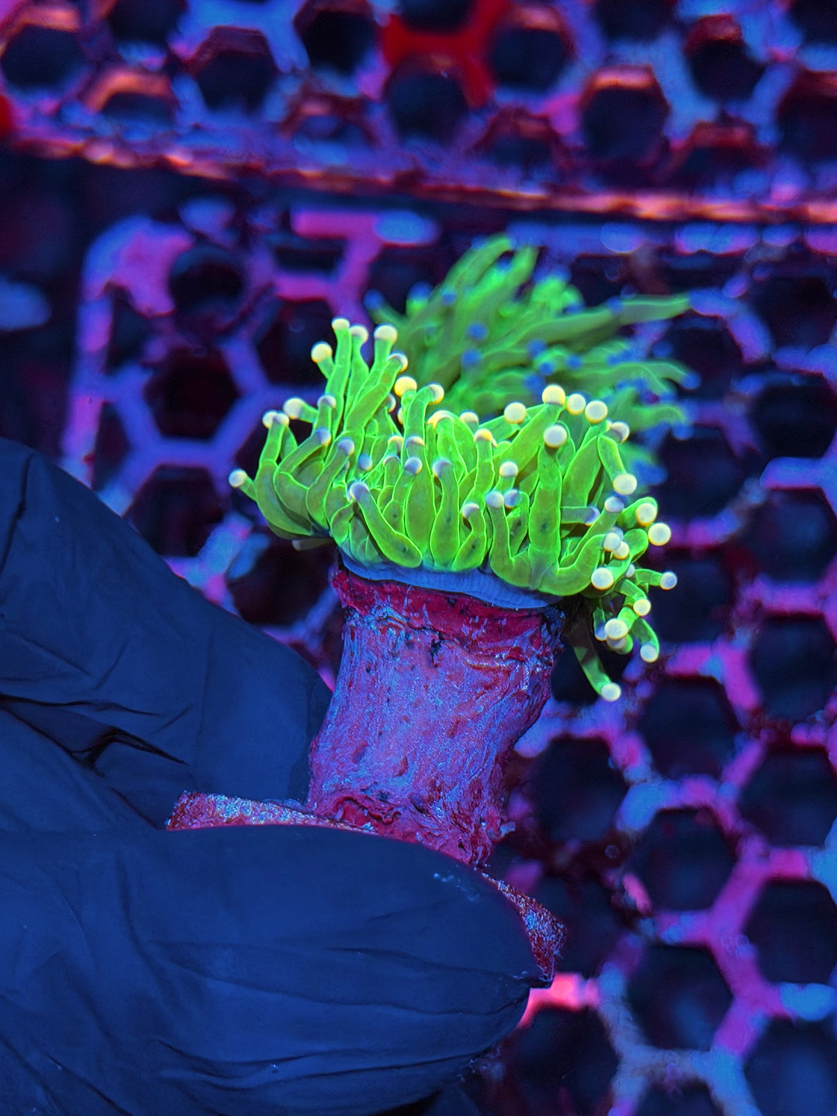 JEA Cotton Candy Holy Grail Torch Coral 1 Head XL 10/21