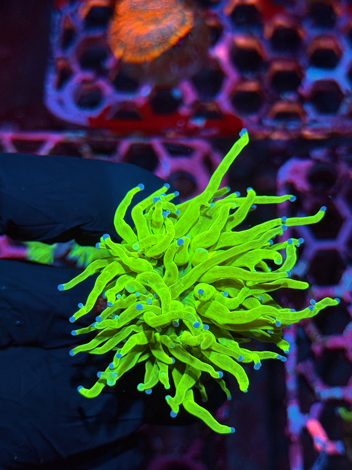 JEA Holy Grail Torch Coral 1 Head XL 10/24