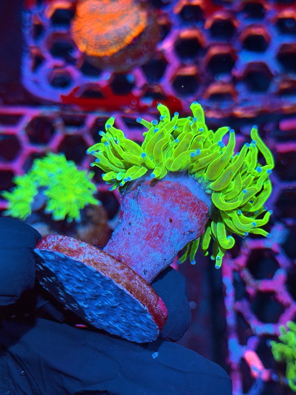 JEA Holy Grail Torch Coral 1 Head XL 10/24