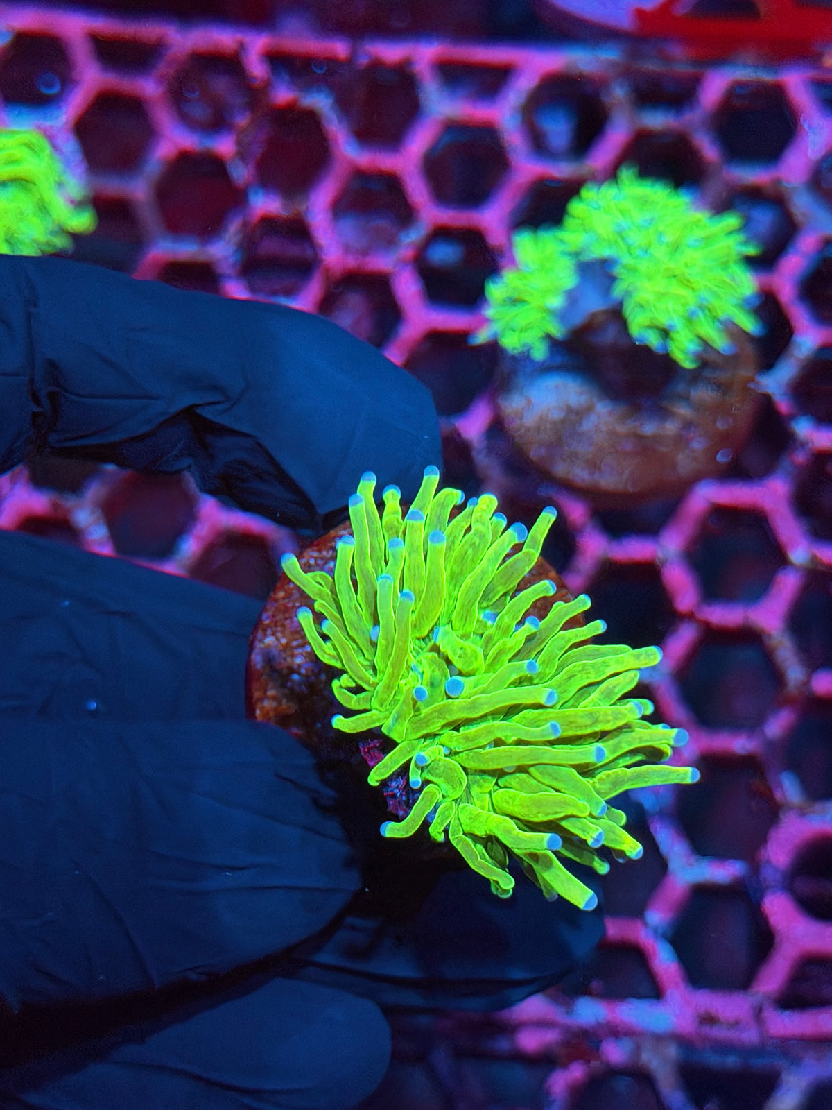 JEA Holy Grail Torch Coral 1 XL Head 10/20