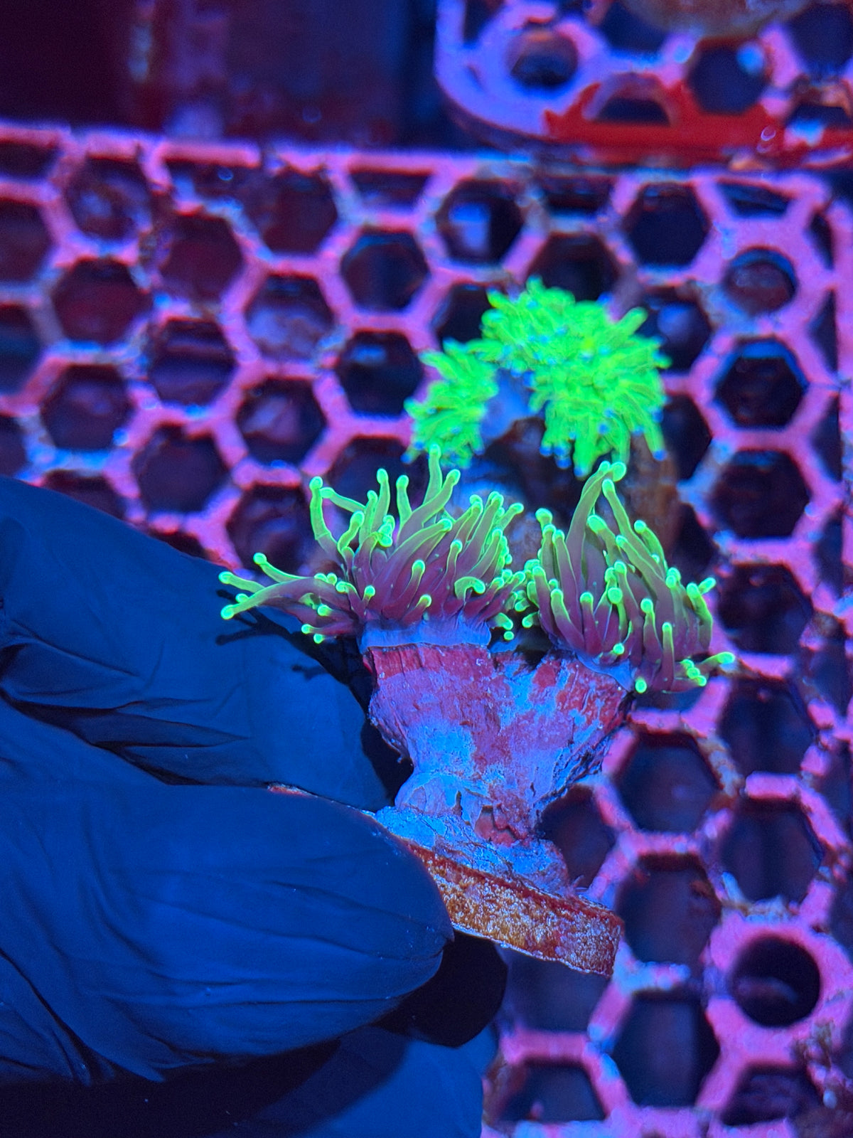 JEA Dragon Soul Torch Coral 2 Heads Splitting to 3 XL 10/24