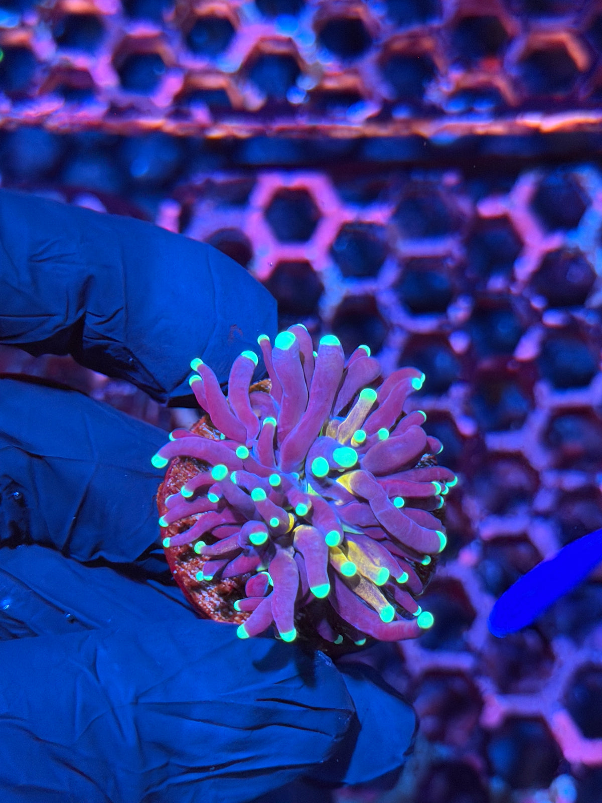 JEA Grafted Tiger Torch Coral 1 Head 10/21