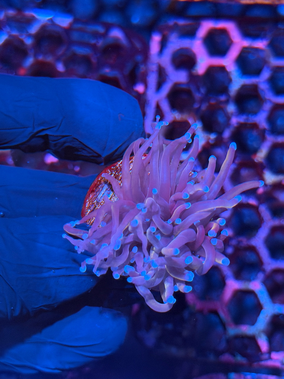 JEA Nightmare Torch Coral 1 Head XL 10/20