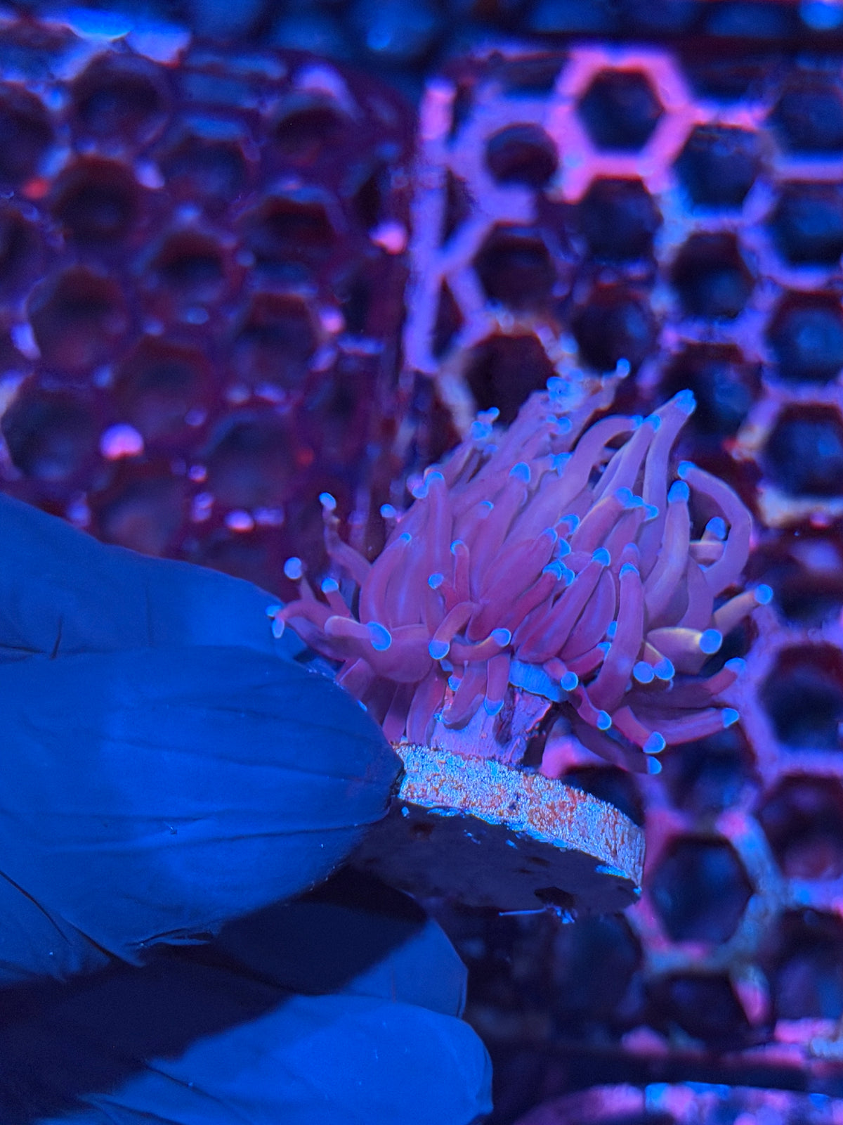 JEA Nightmare Torch Coral 1 Head XL 10/20