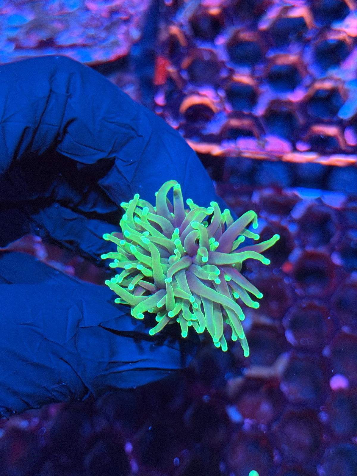 JEA Dragon Soul Torch Coral 1 Head 10/25
