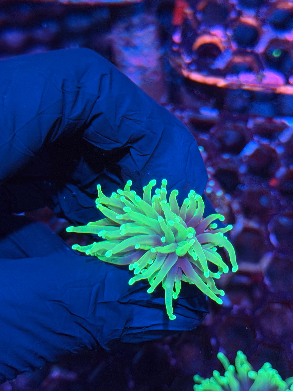JEA Dragon Soul Torch Coral 1 Head 10/21