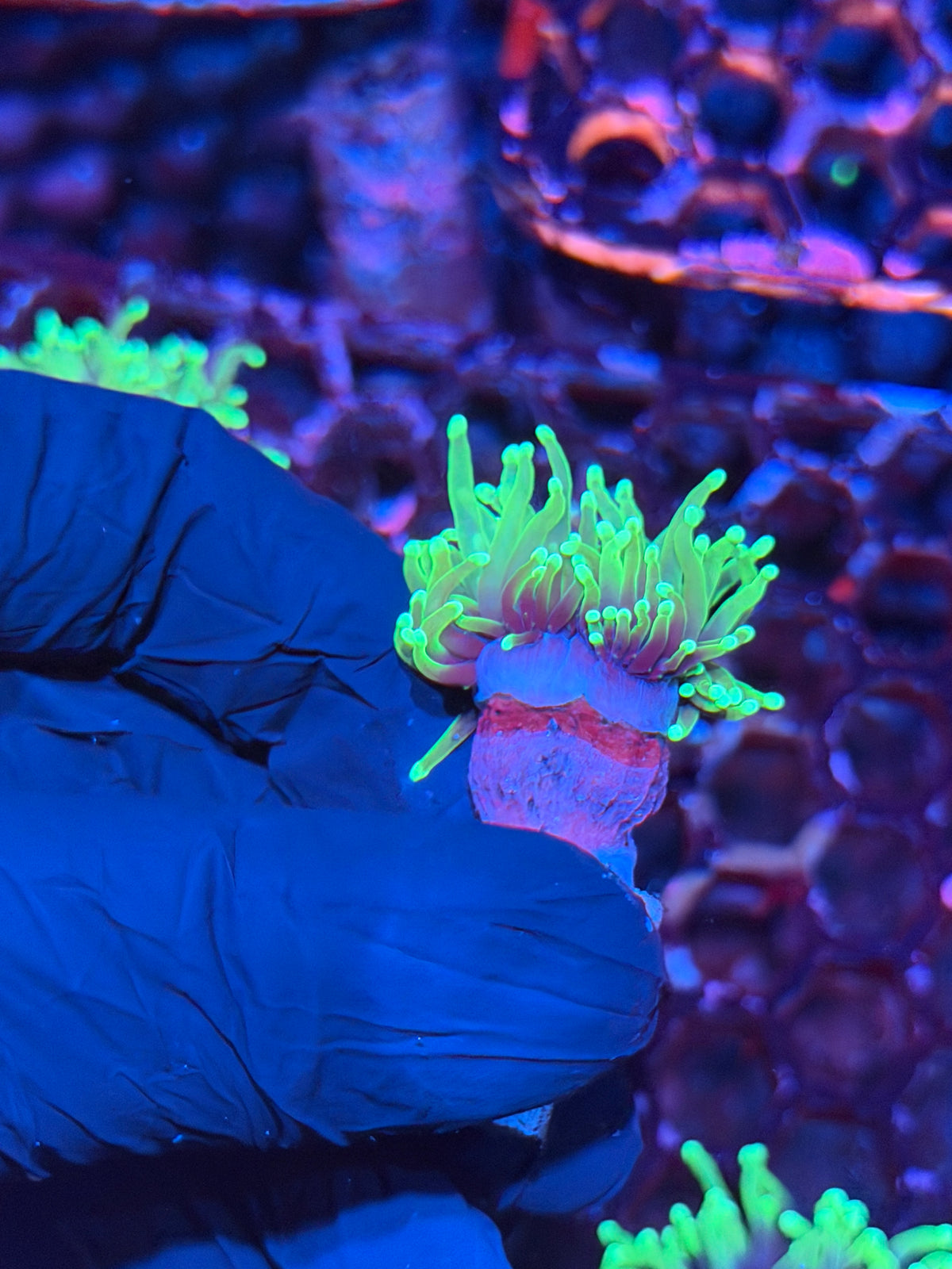 JEA Dragon Soul Torch Coral 1 Head 10/21
