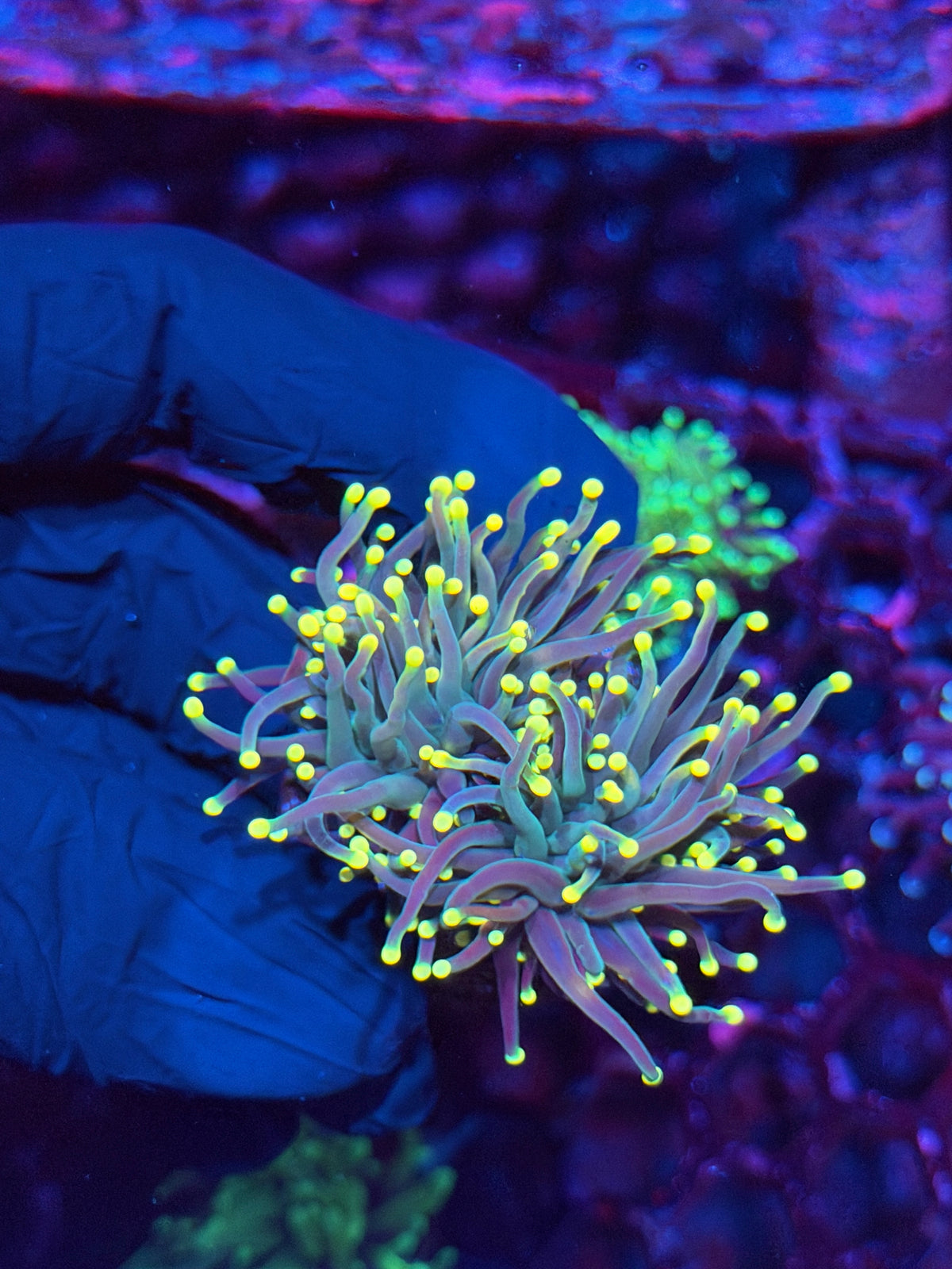 JEA Yellow Sparkler Torch Coral 2 Heads XL 10/24