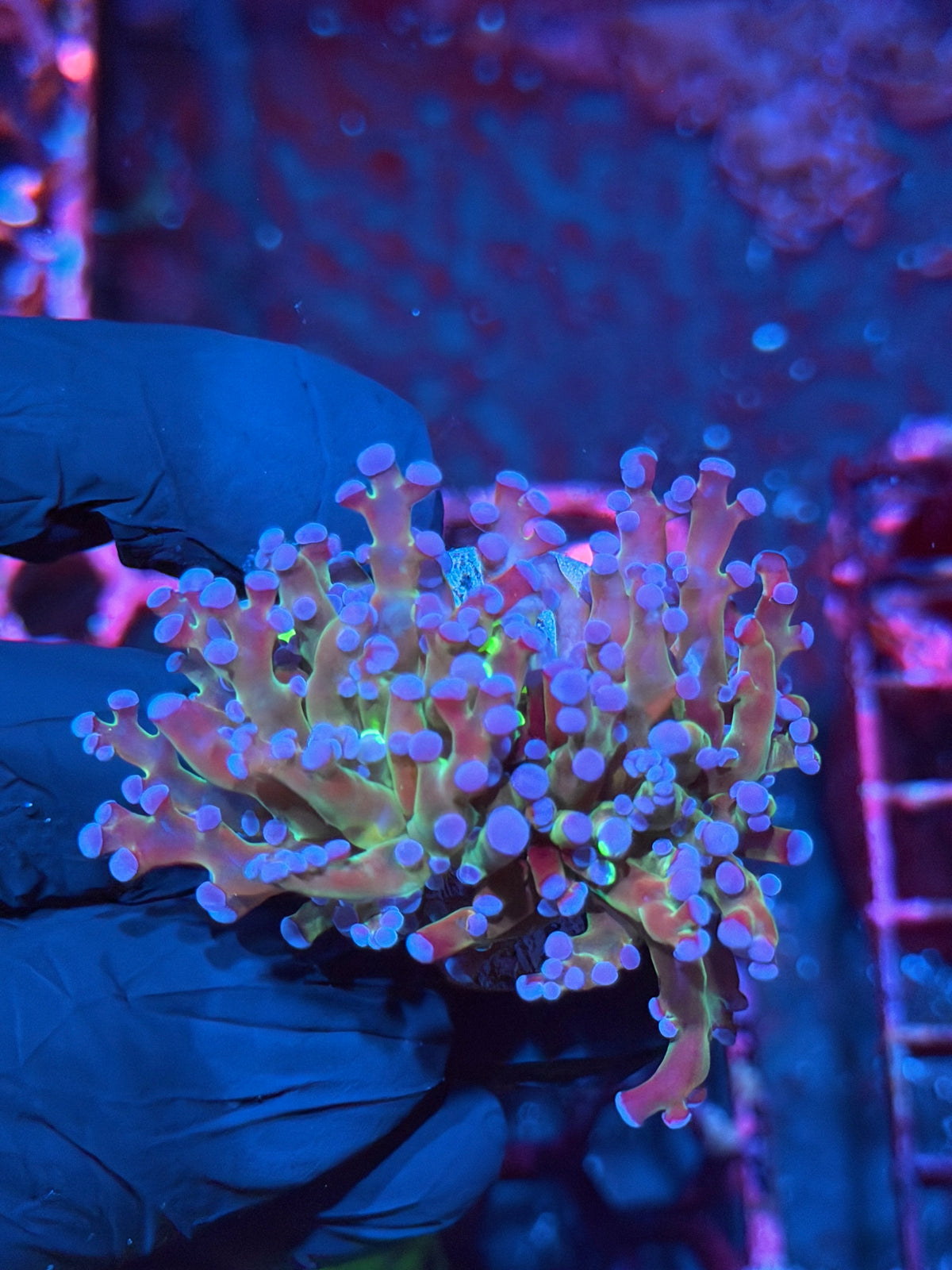 JEA Blue Magic Grafted Frogspawn Coral 2 heads 10/21