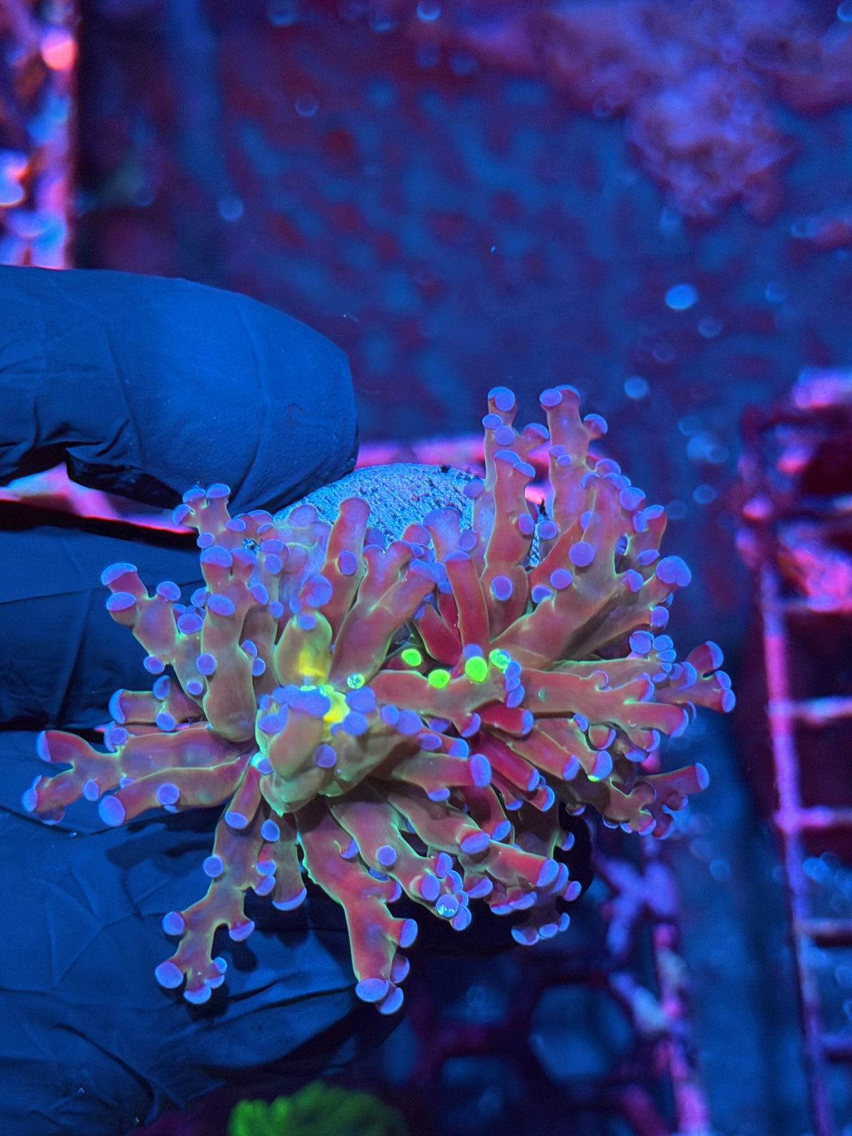 JEA Blue Magic Grafted Frogspawn Coral 2 heads 10/21