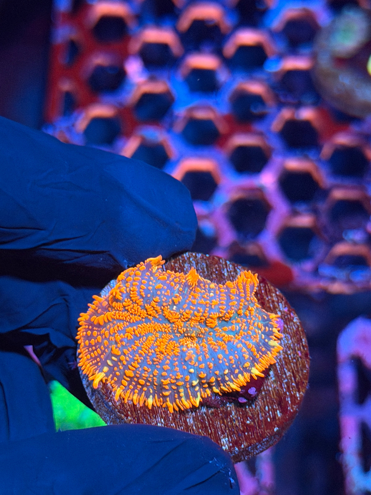 JEA Firestarter Mushroom Coral 10/21