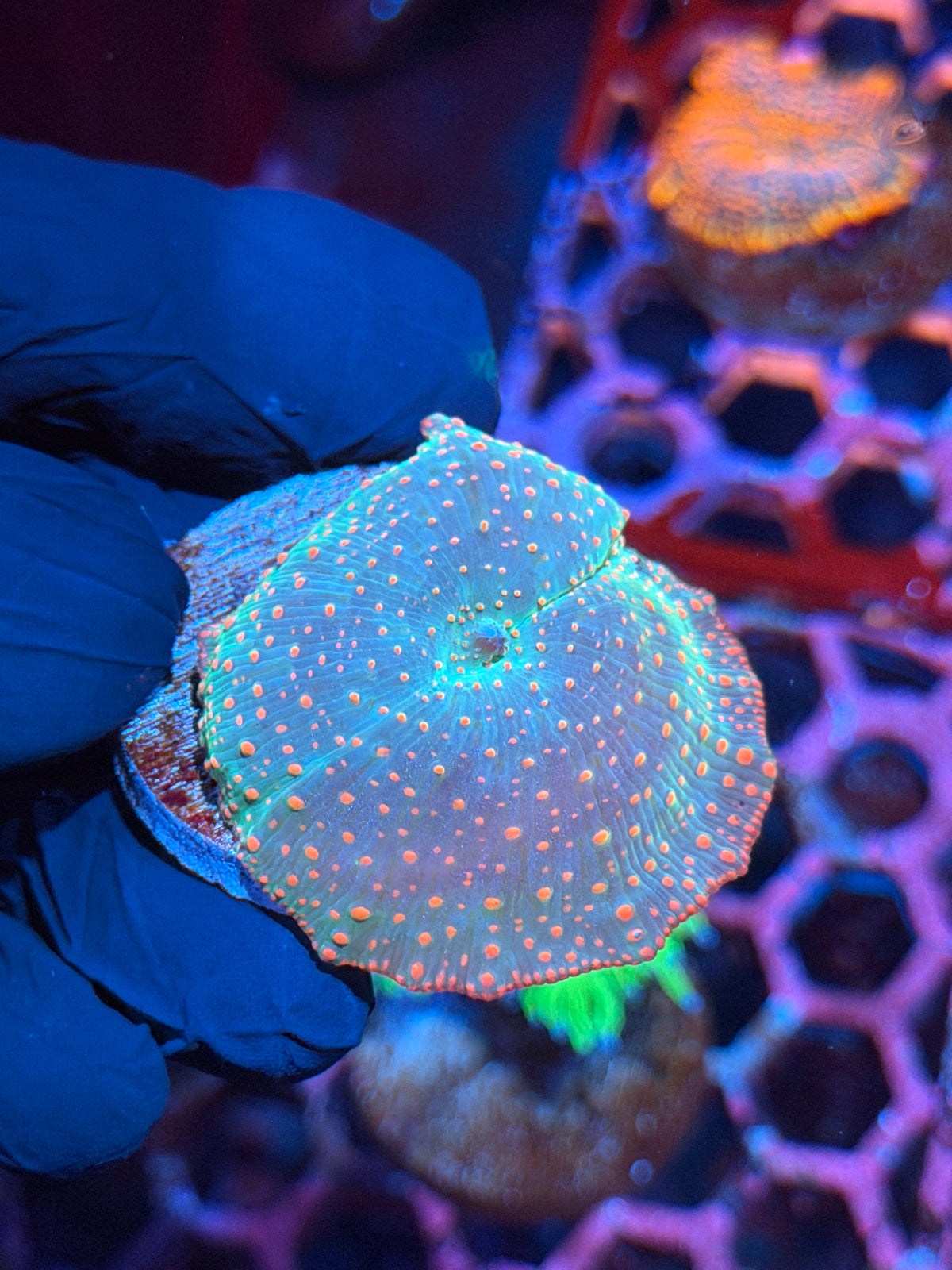 JEA Rainbow Disco Jawbreaker Mushroom Coral XL 10/20