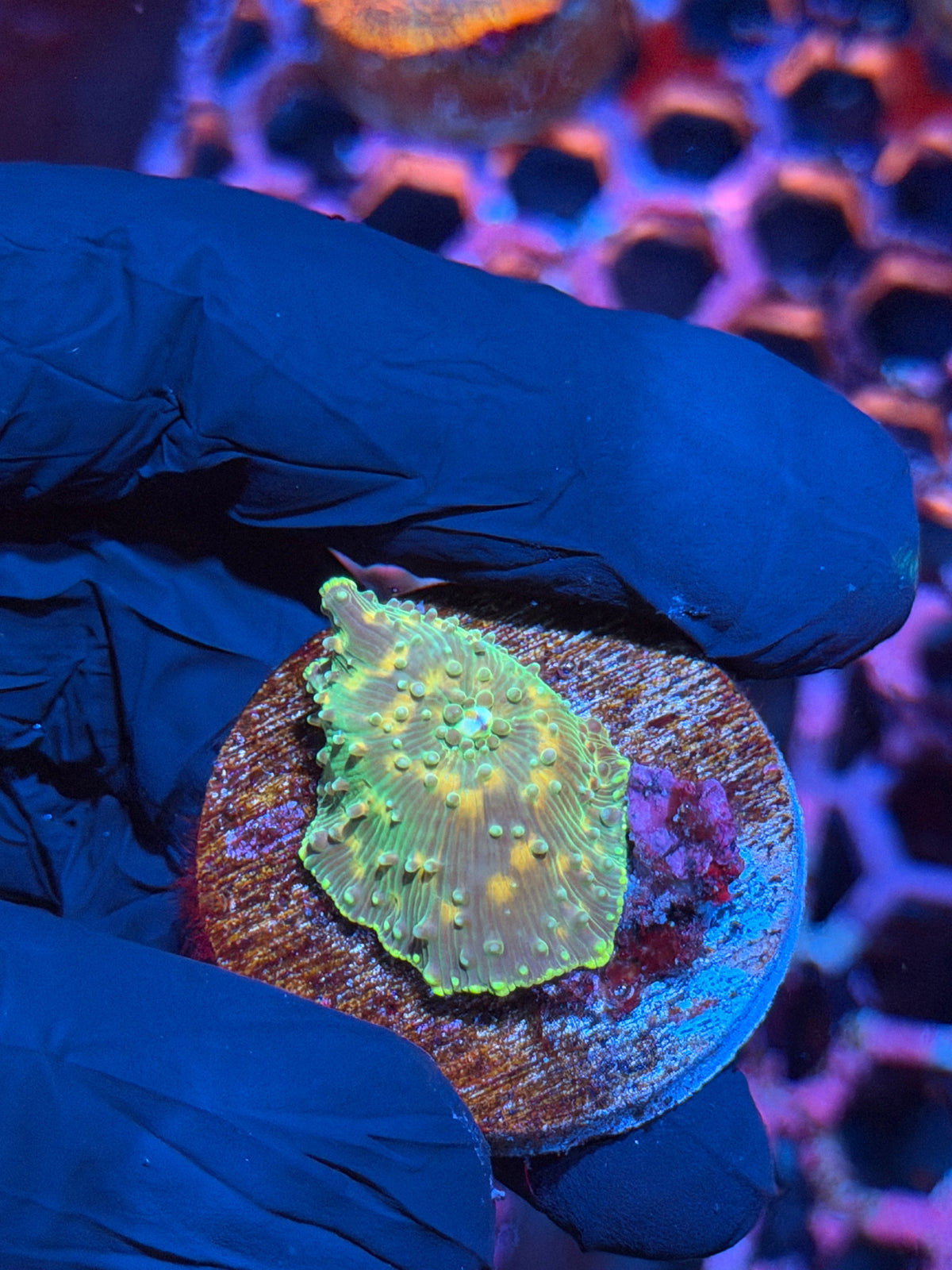 JEA Space Invader Jawbreaker Mushroom Coral XL 10/25