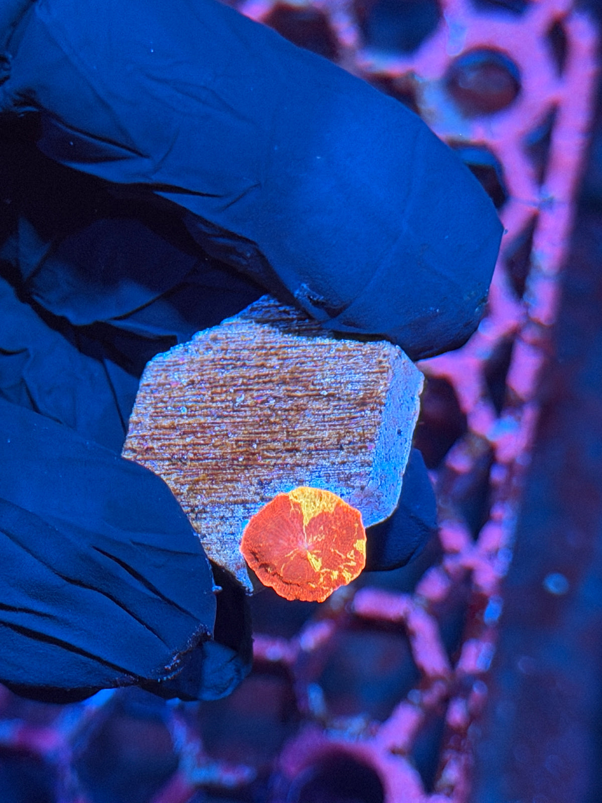 JEA Eclectus Jawbreaker Mushroom Coral Sick Patterns 10/24