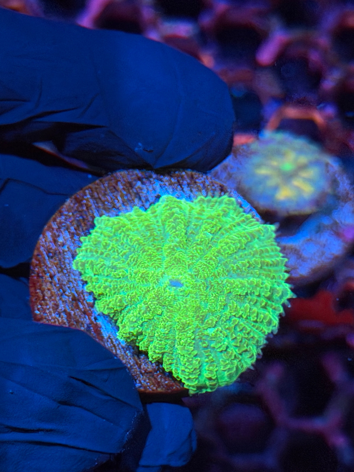 JEA TMNT Mushroom Coral XL 10/20