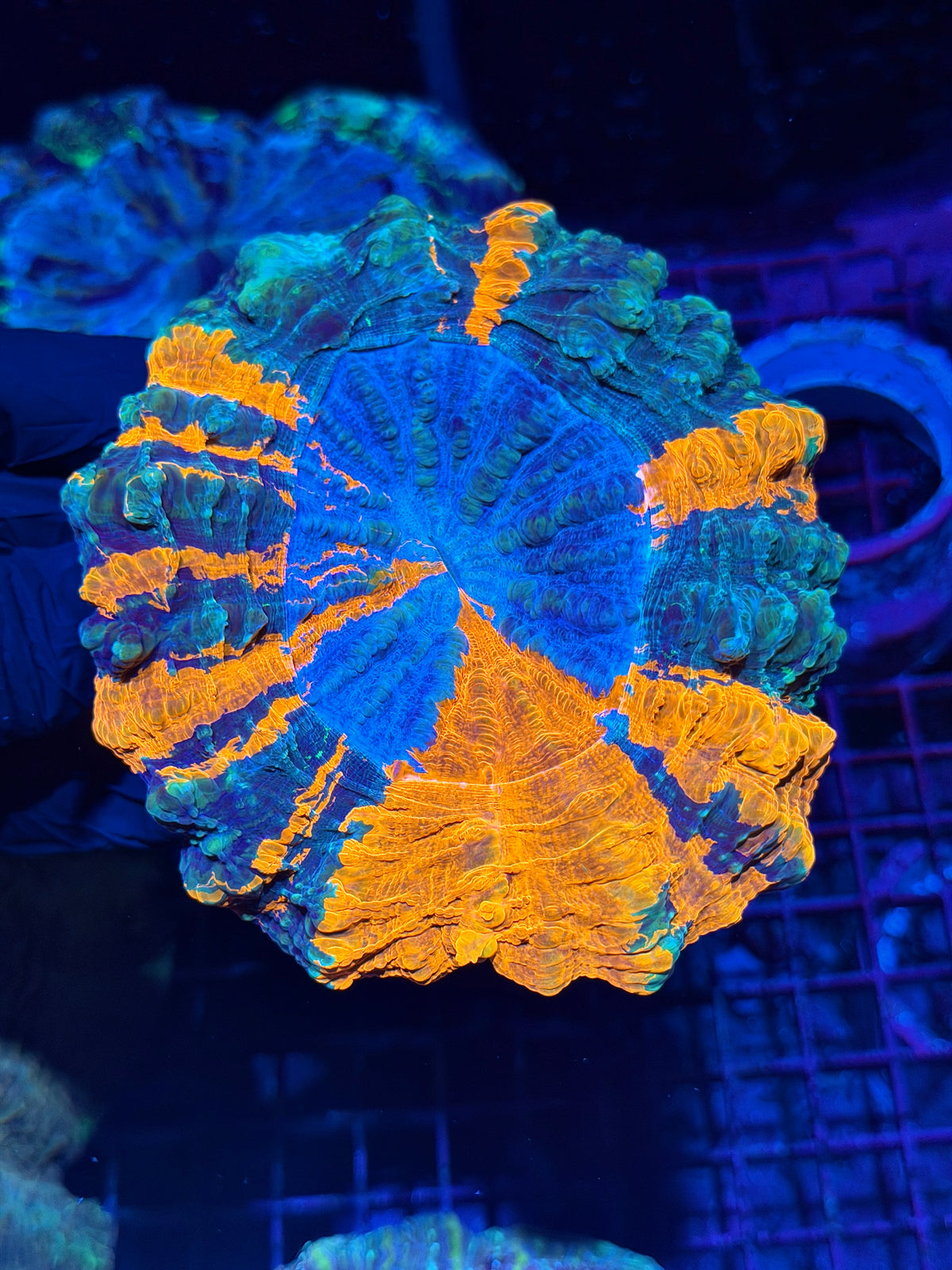 Insane Bright Acanthophyllia Meat Coral XL Show Piece 10/24