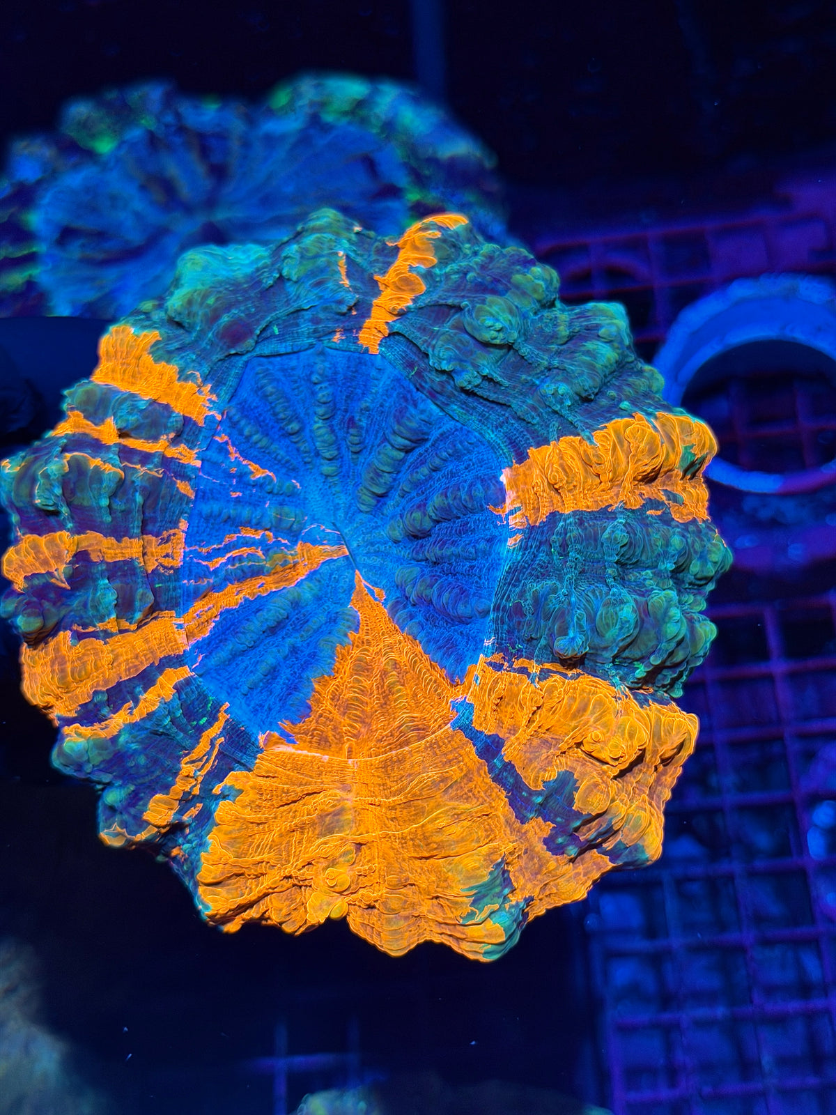 Insane Bright Acanthophyllia Meat Coral XL Show Piece 10/24