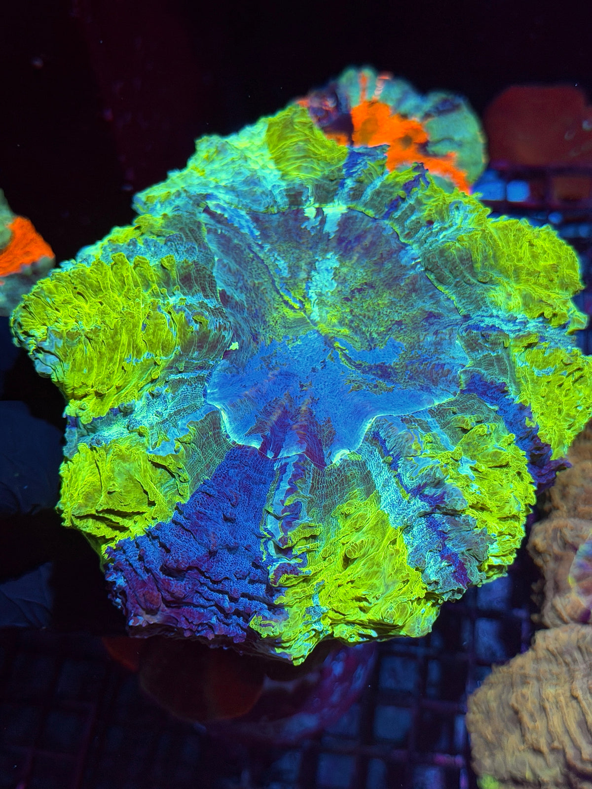 1/1 Yellow Striped Acanthophyllia Meat Coral XXL Show Piece 10/21