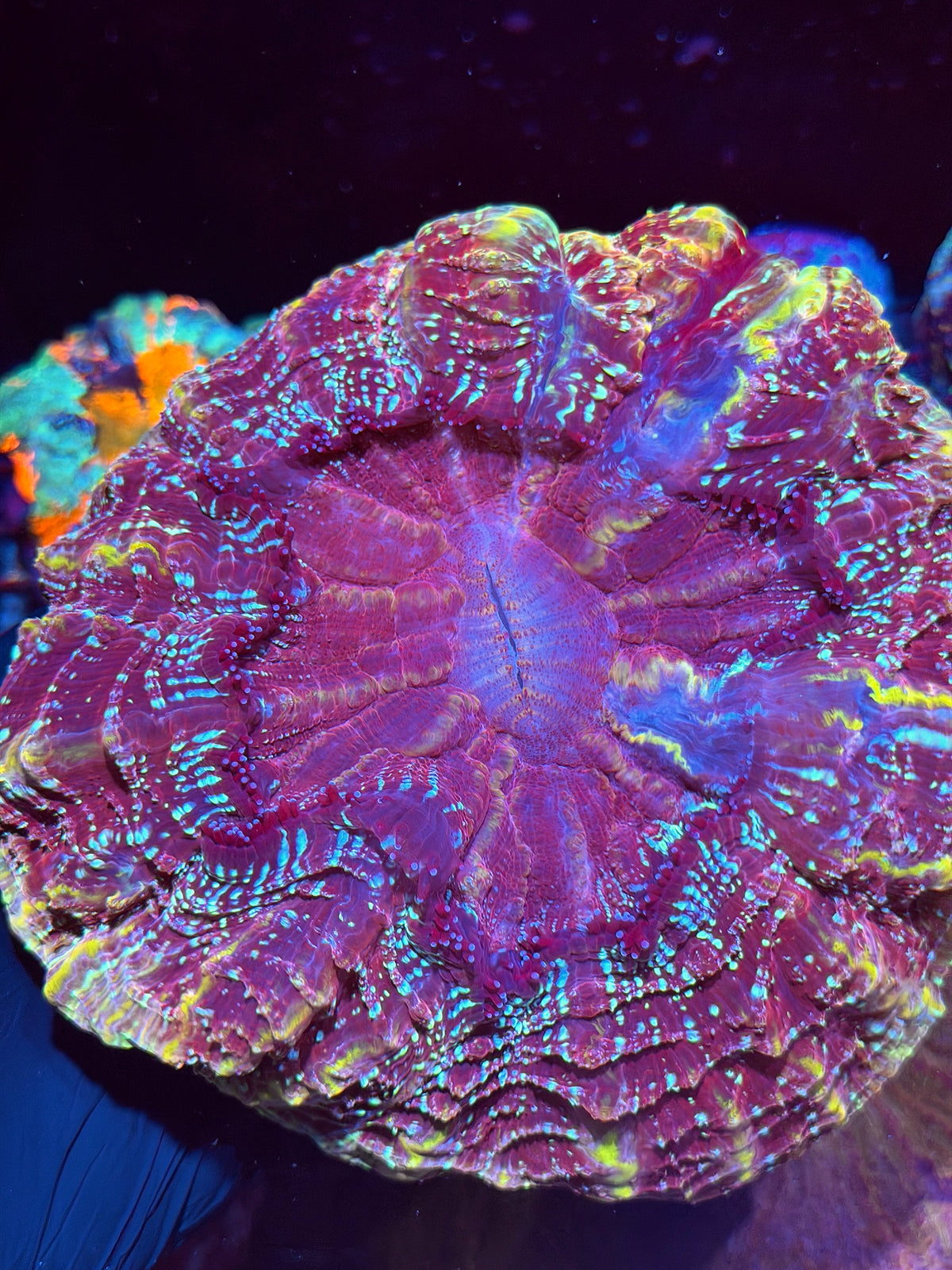 Insane Red/Gold Glitter Acanthophyllia Meat Coral XXL Show Piece 10/25