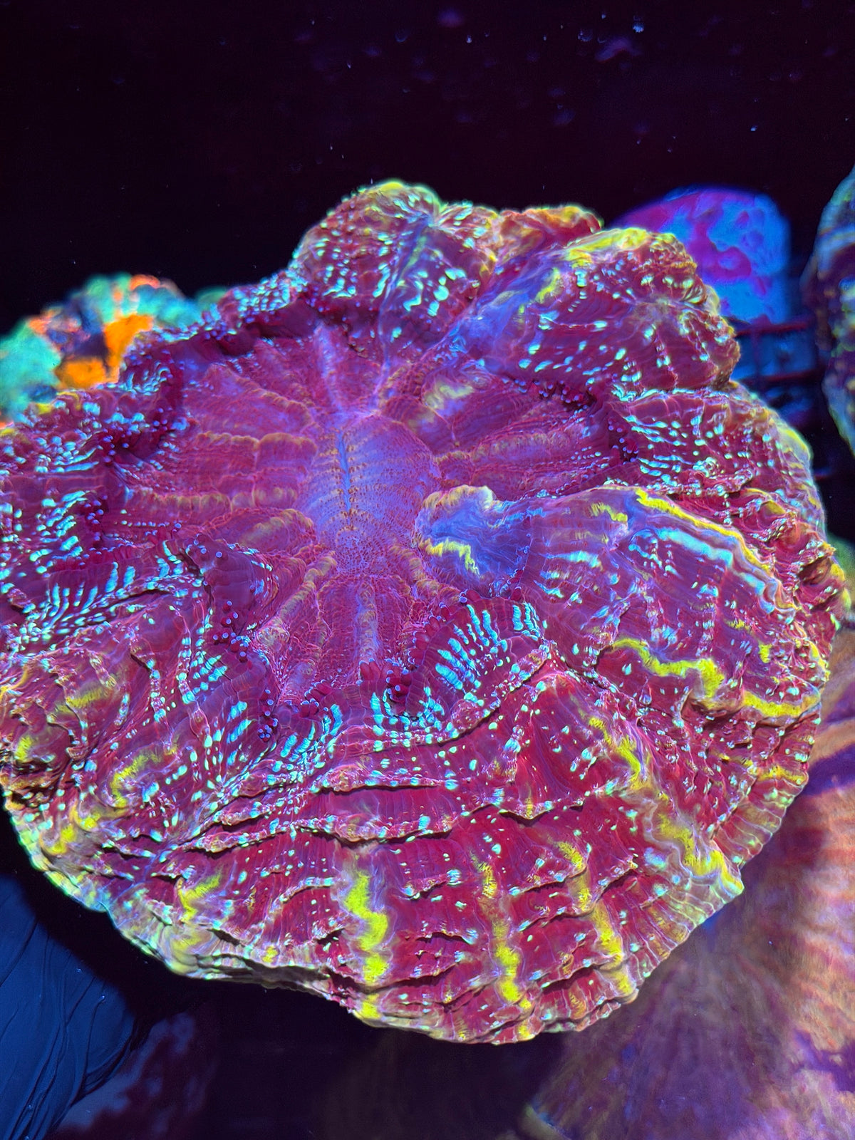 Insane Red/Gold Glitter Acanthophyllia Meat Coral XXL Show Piece 10/25