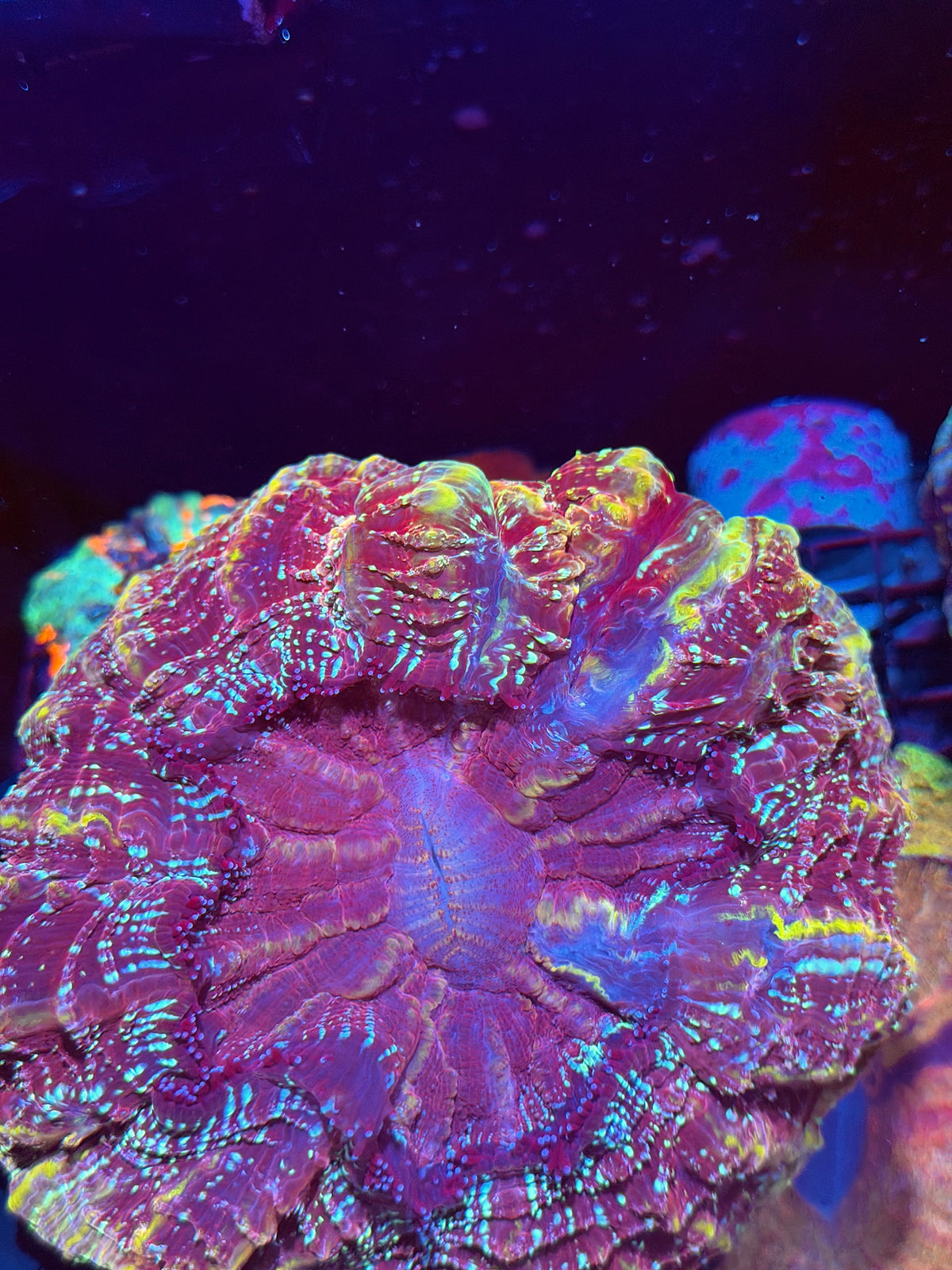 Insane Red/Gold Glitter Acanthophyllia Meat Coral XXL Show Piece 10/25