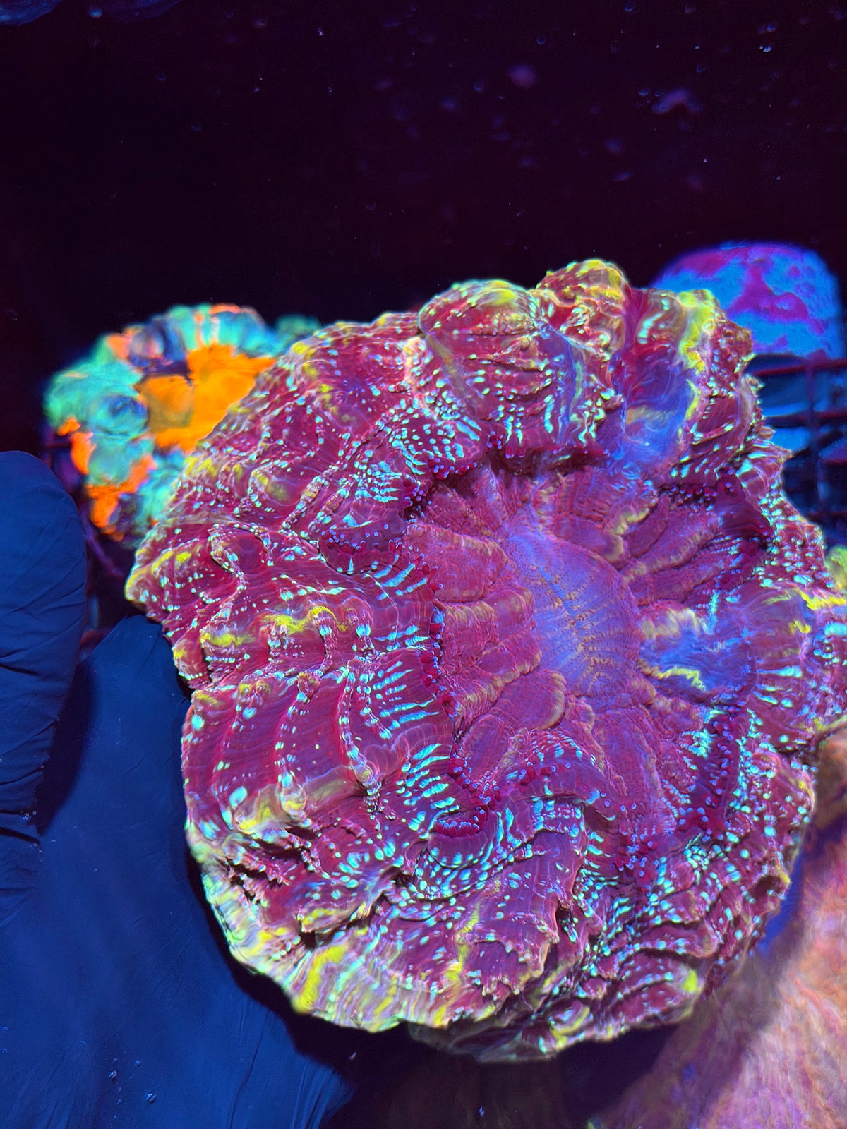 Insane Red/Gold Glitter Acanthophyllia Meat Coral XXL Show Piece 10/25