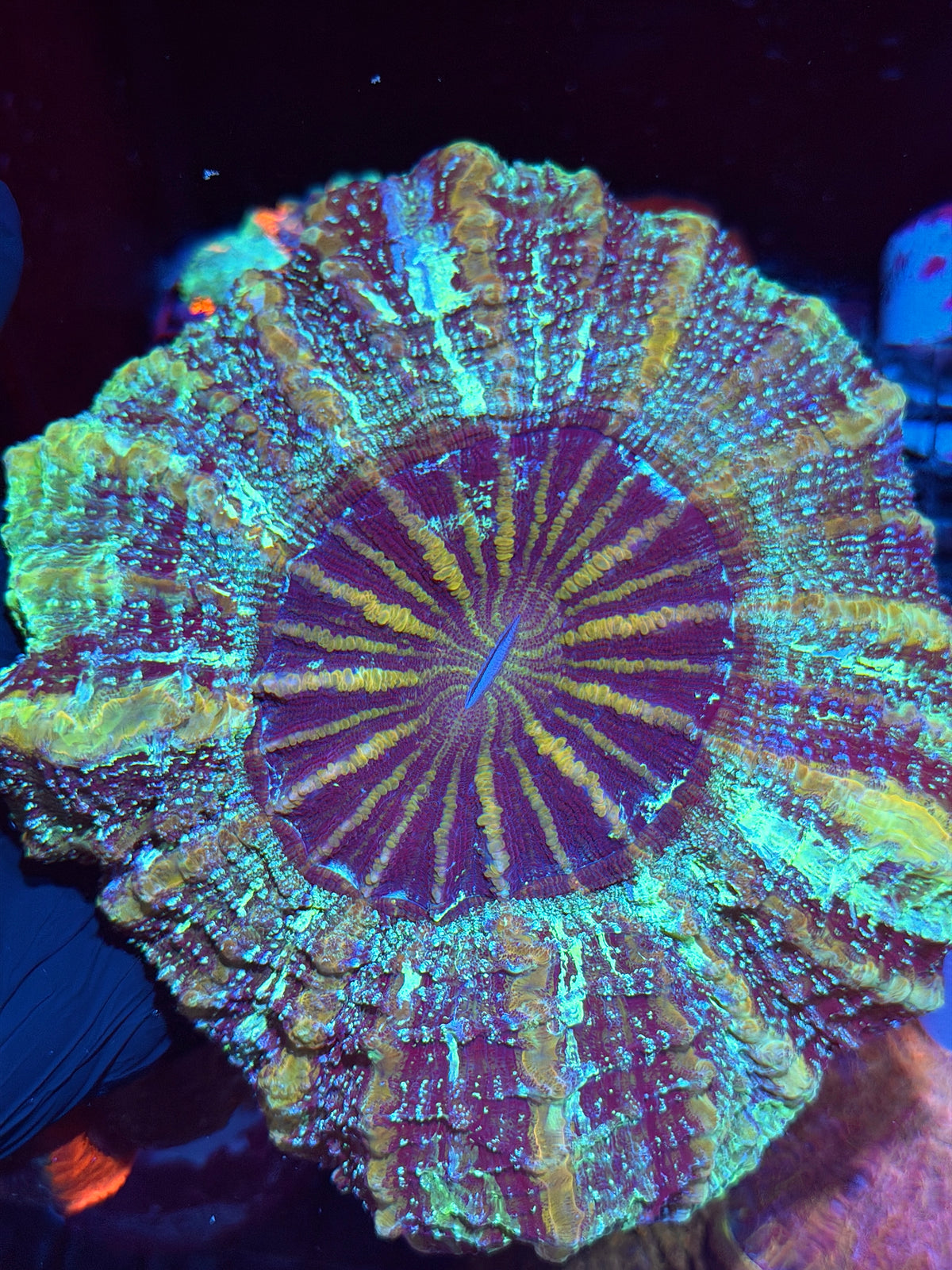 1/1 Galaxy Glitter Acanthophyllia Meat Coral XL Show Piece 10/24