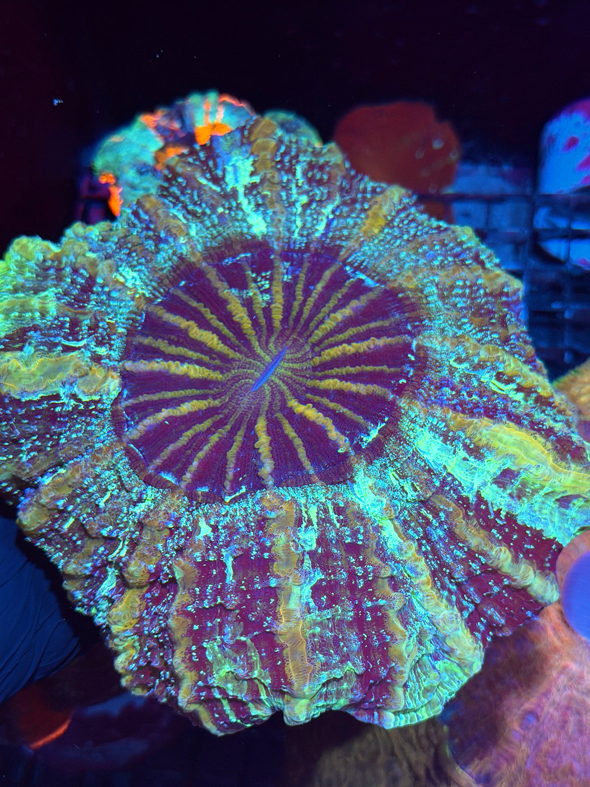 1/1 Galaxy Glitter Acanthophyllia Meat Coral XL Show Piece 10/24