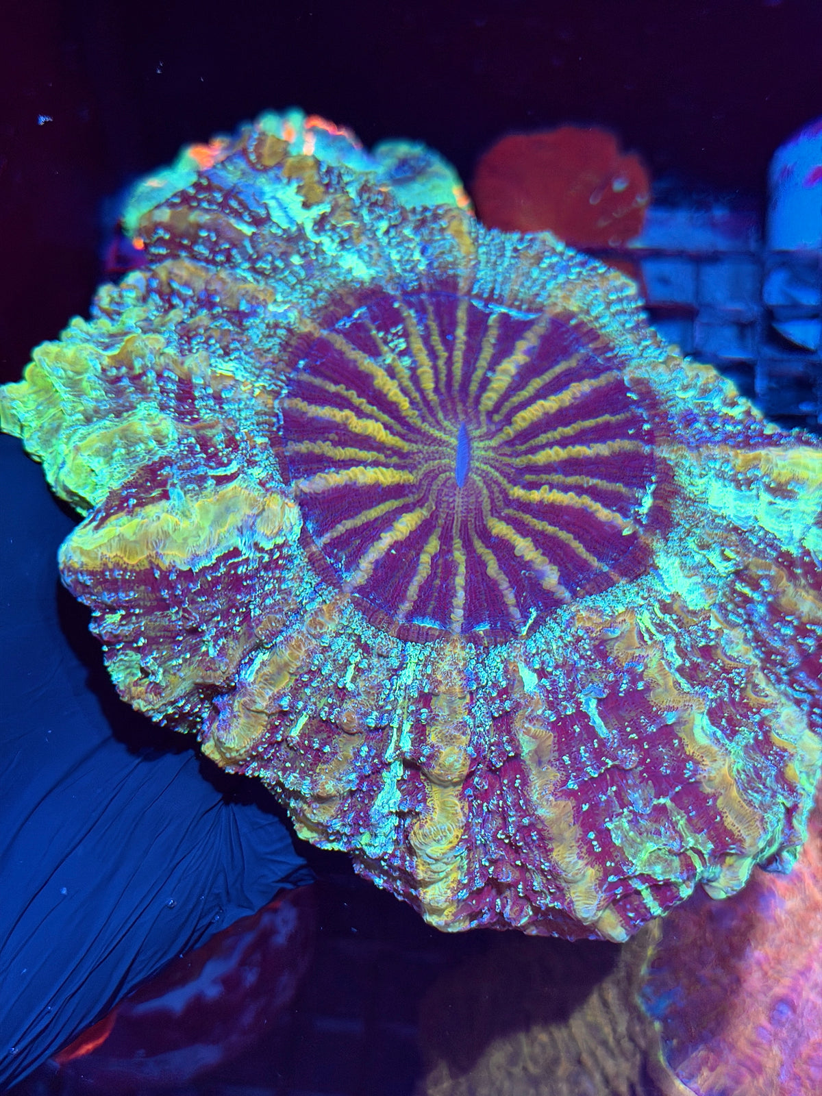 1/1 Galaxy Glitter Acanthophyllia Meat Coral XL Show Piece 10/24