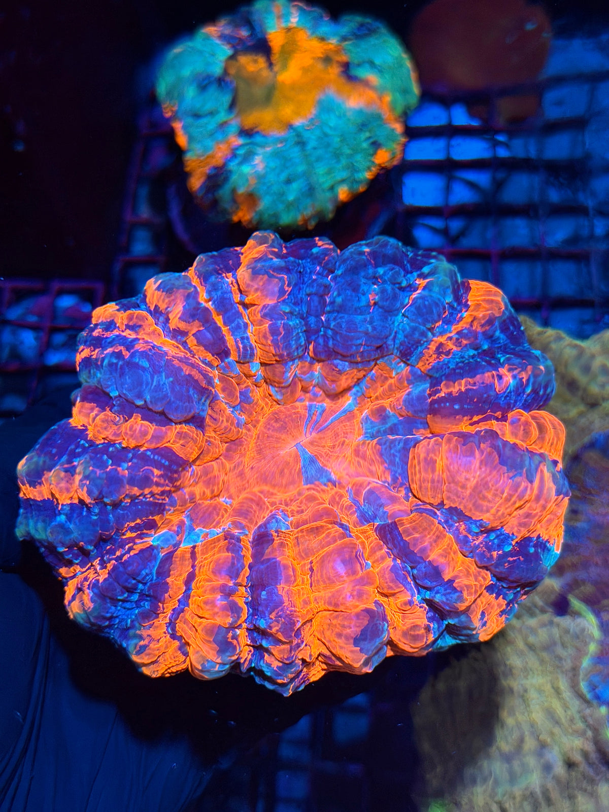 Striped Multicolor Acanthophyllia Meat Coral XL 10/21